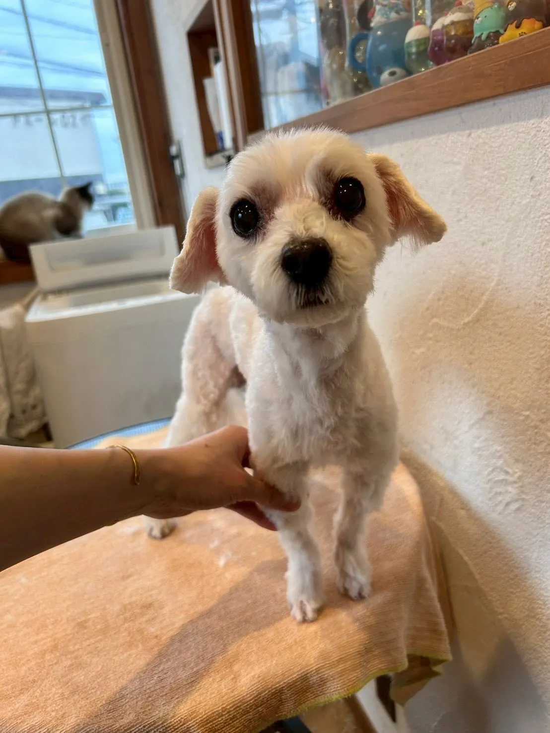 トリミングサロンで素敵な一日を過ごしました😊✨