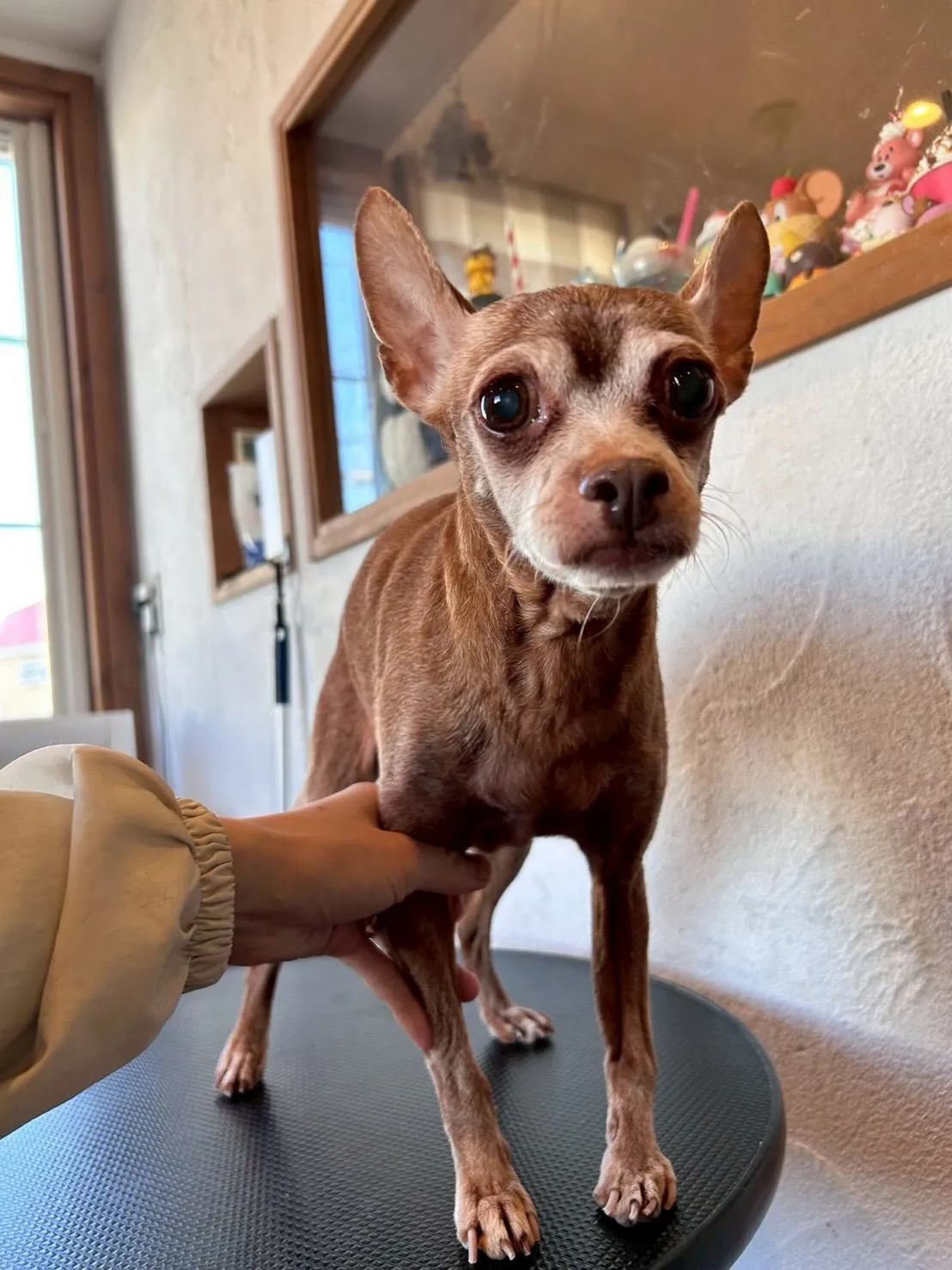 こんにちは、ワンちゃん大好きチームです🐾✨