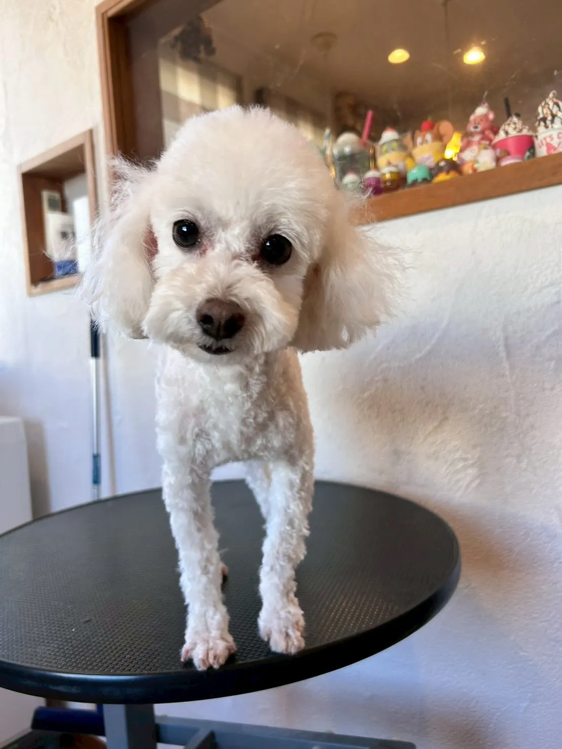 こんにちは、ワンちゃん大好きチームです🐾✨