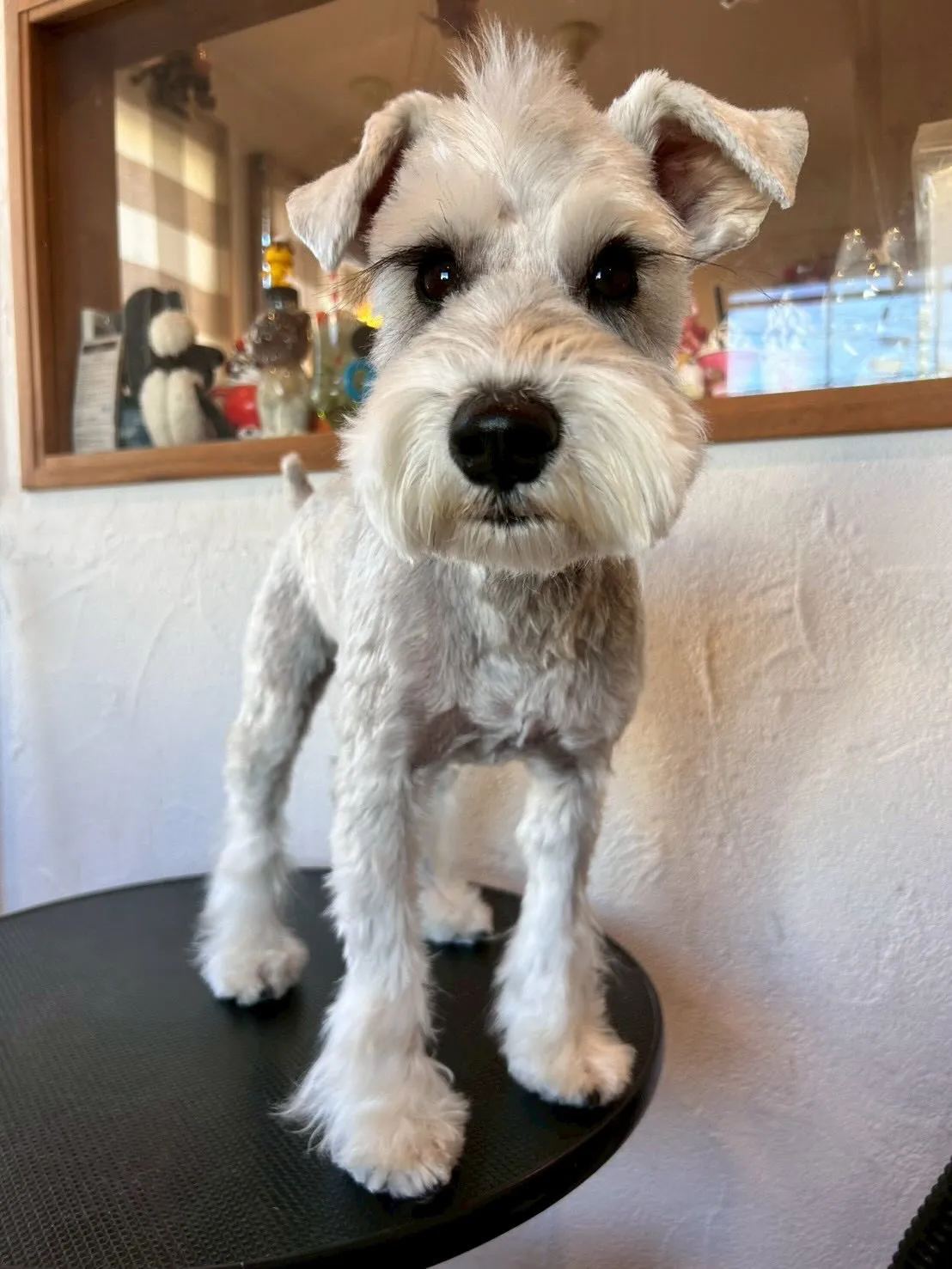 こんにちは、ワンちゃん大好きチームです🐾✨