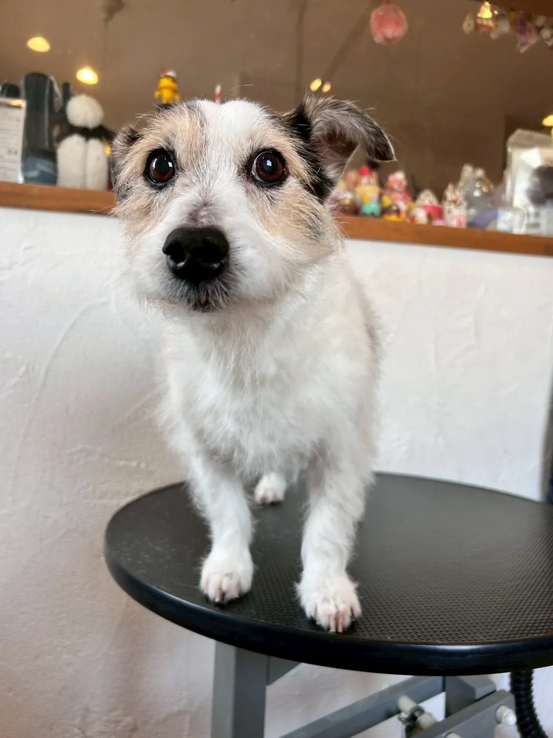 🐾お客様のワンちゃんたち、とっても頑張ってくれました!✨