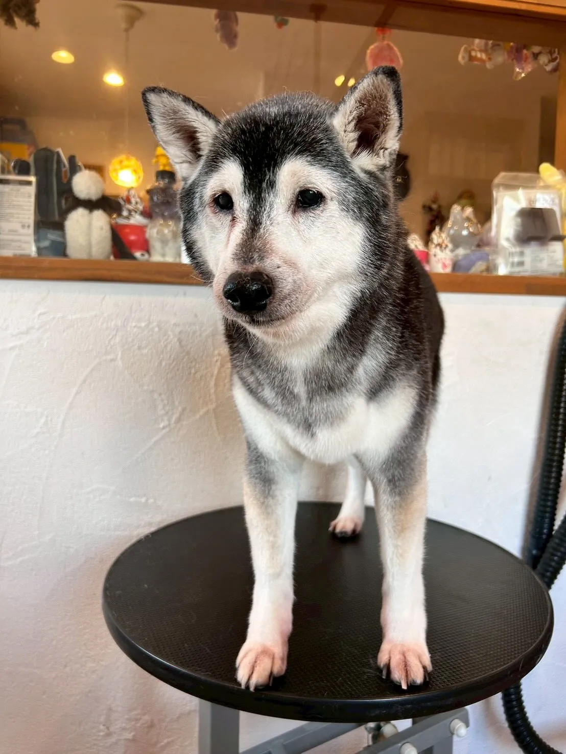 🐾お客様のワンちゃんたち、とっても頑張ってくれました!✨