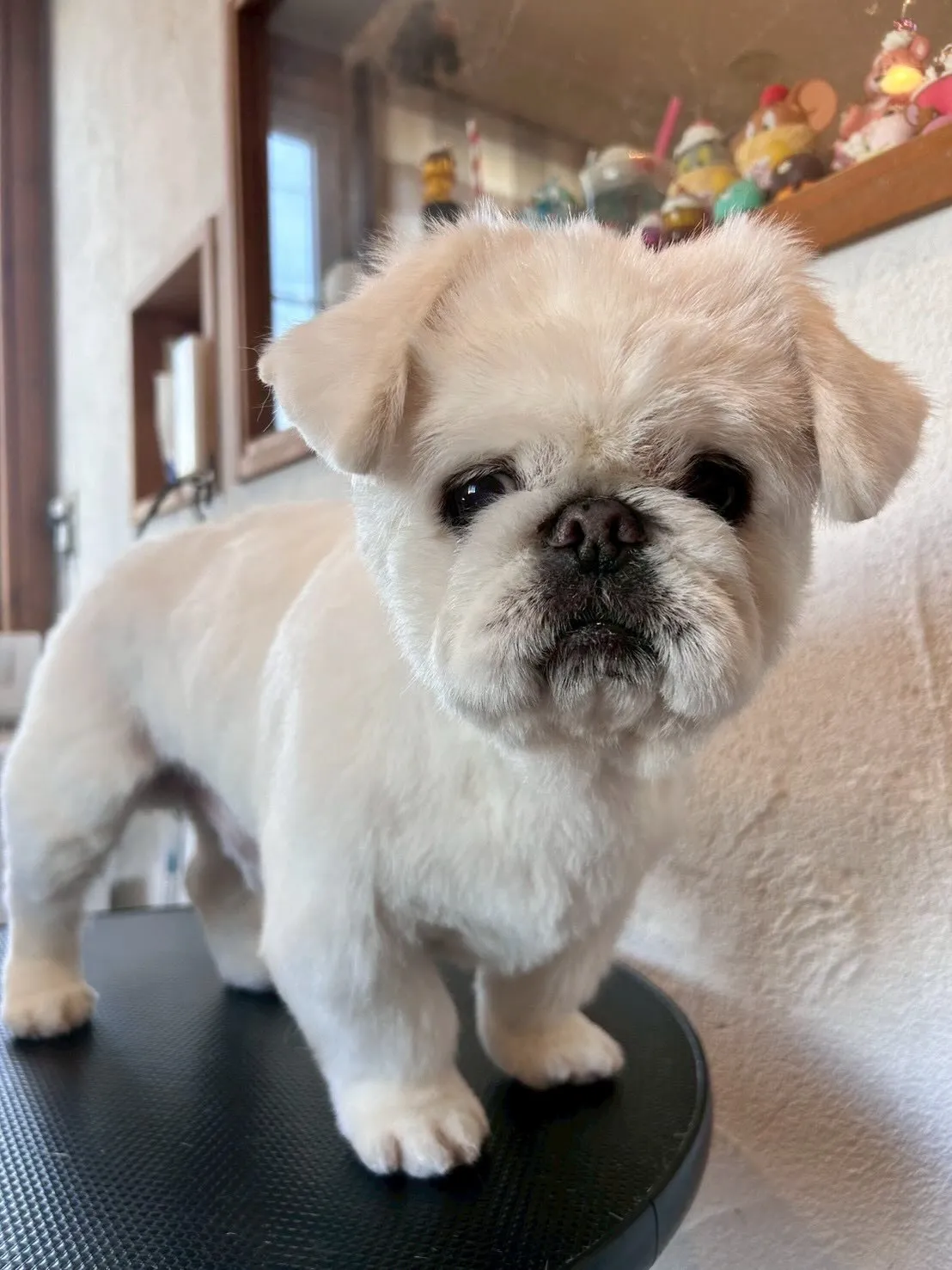 🐾お客様のワンちゃんたち、とっても頑張ってくれました!✨