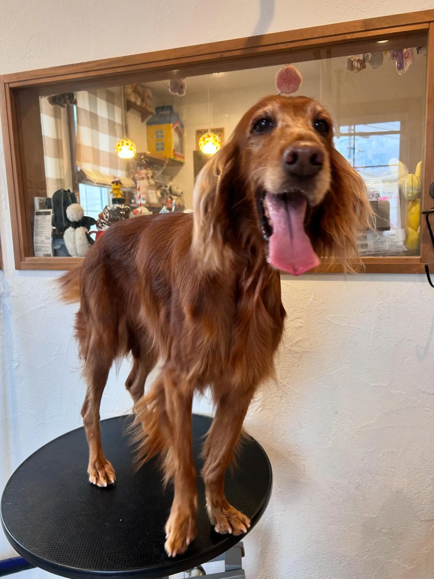 サロンでワンちゃんたちが大集合！