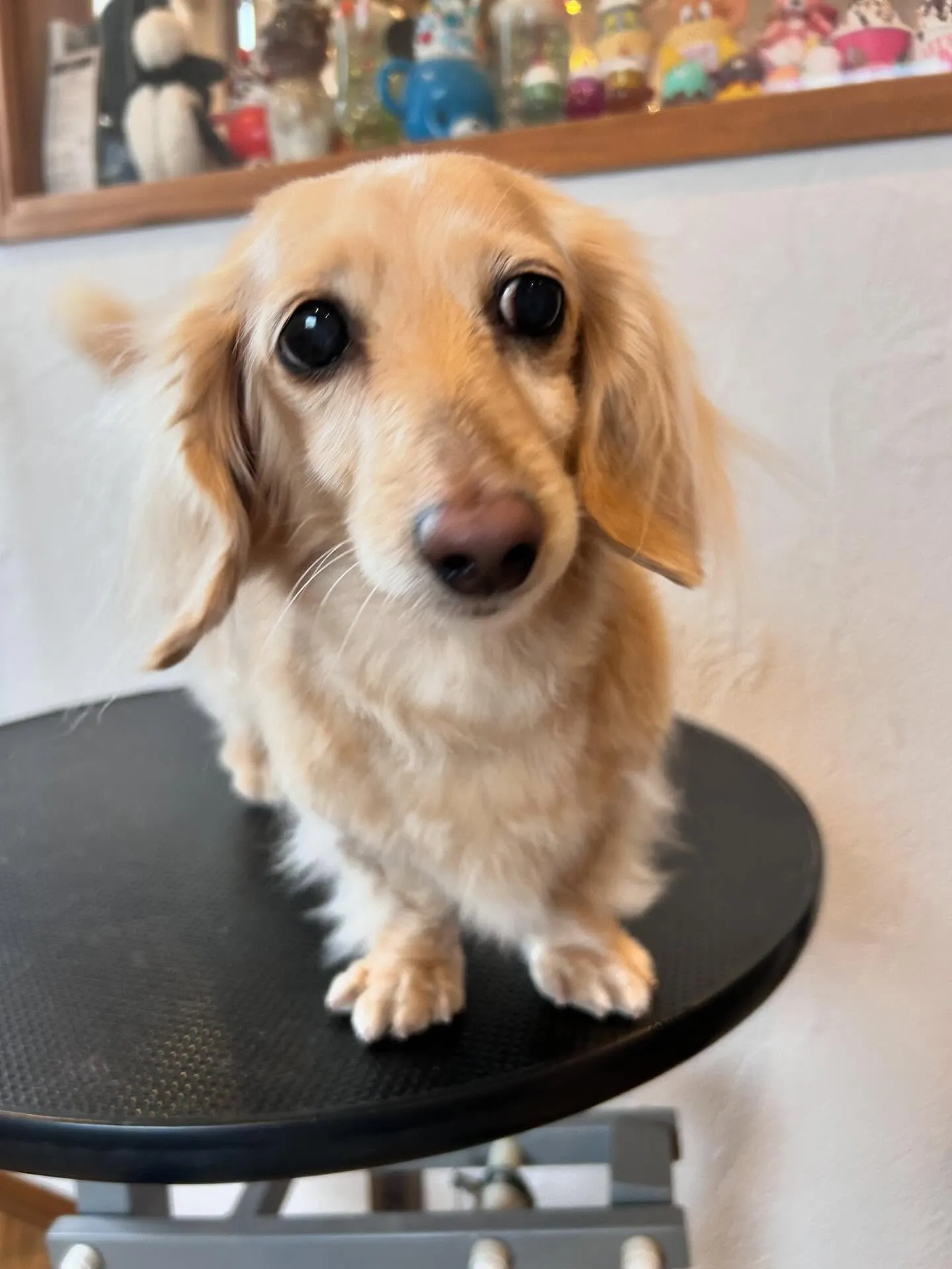 サロンでワンちゃんたちが大集合!