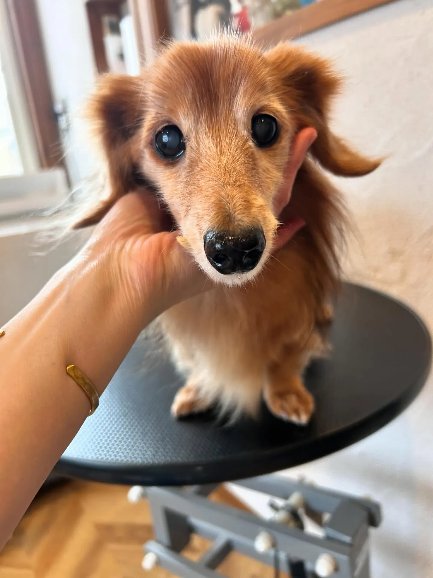 サロンでワンちゃんたちが大集合!