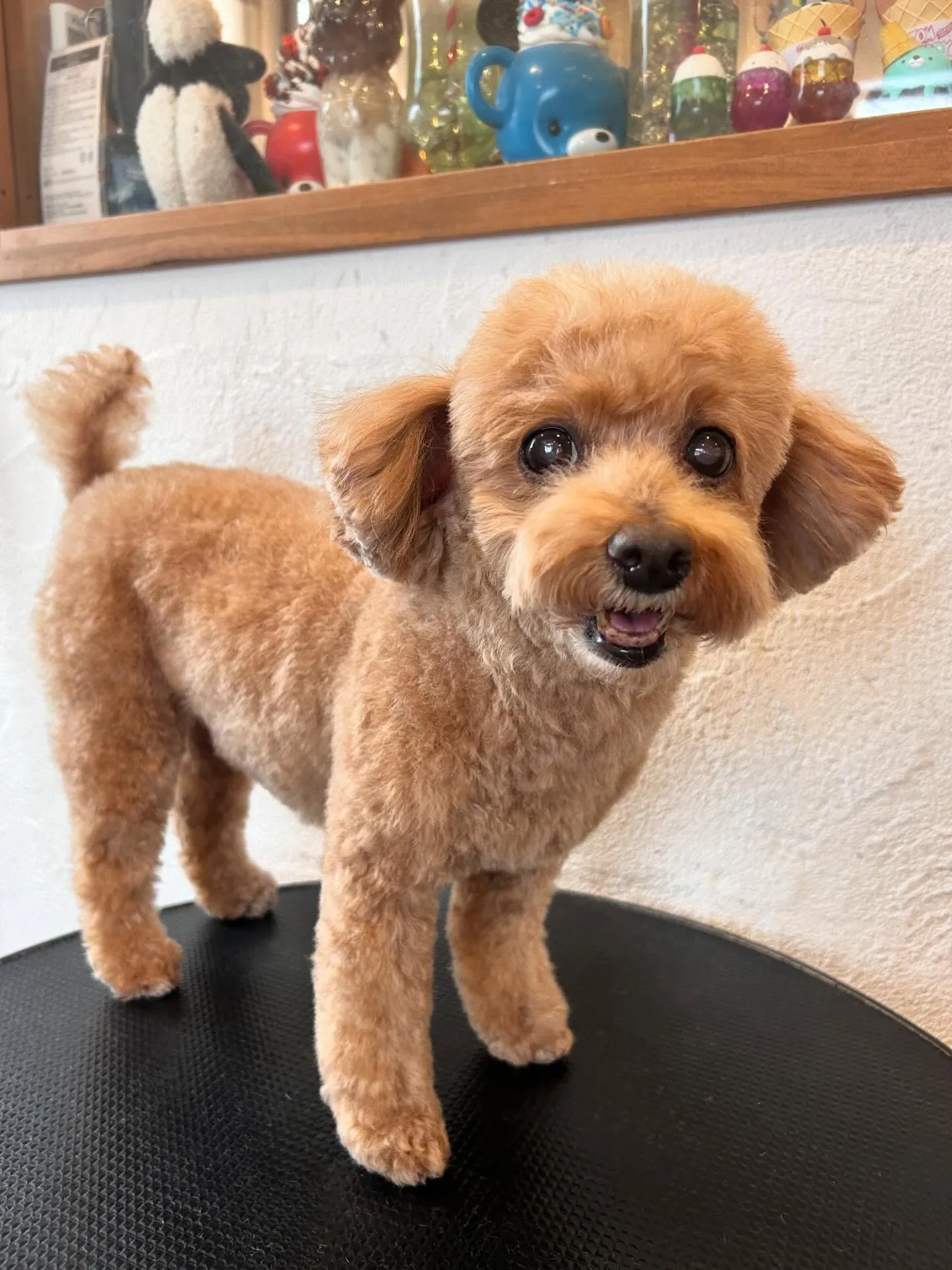 サロンでワンちゃんたちが大集合!