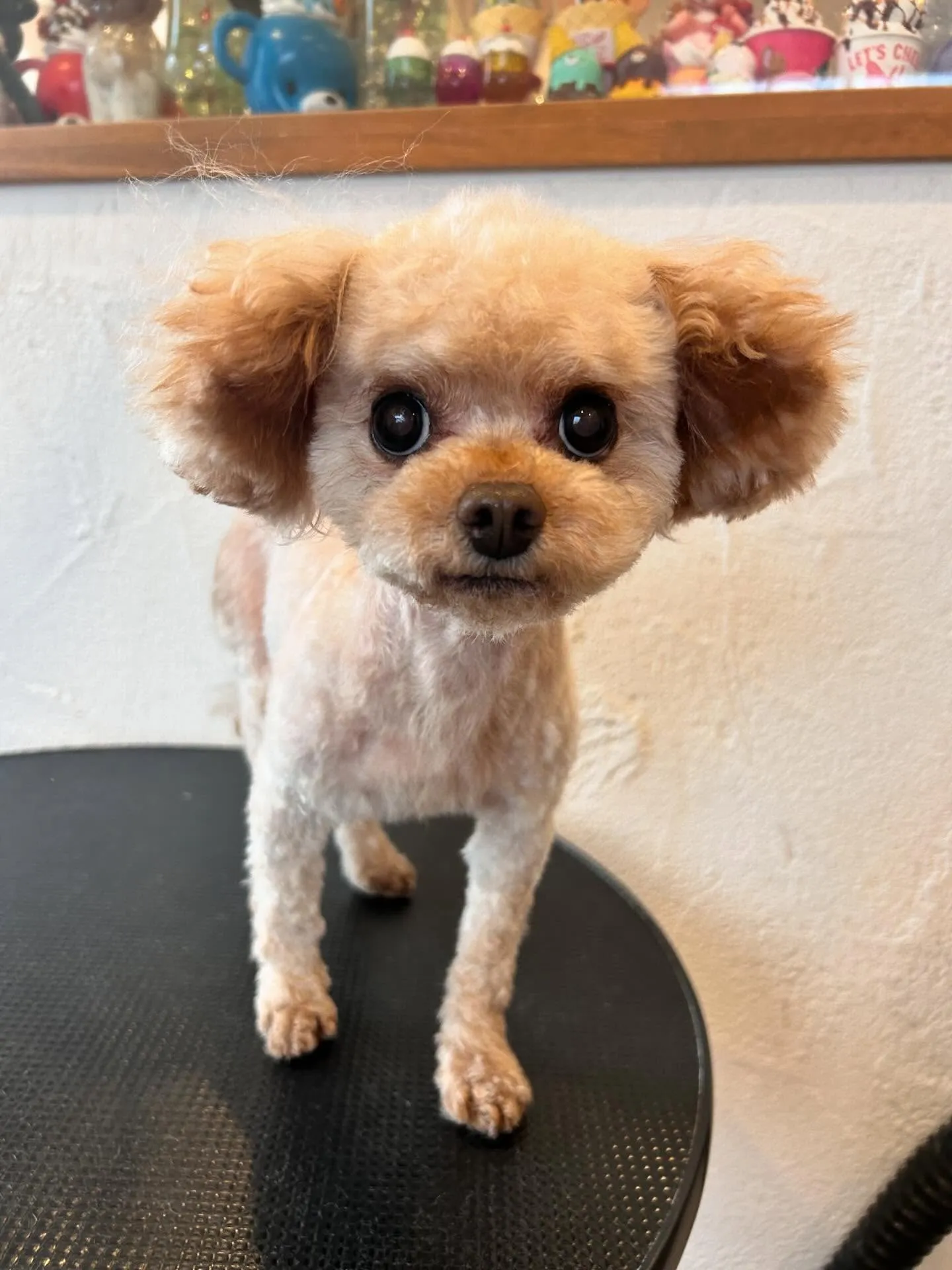 サロンでワンちゃんたちが大集合!