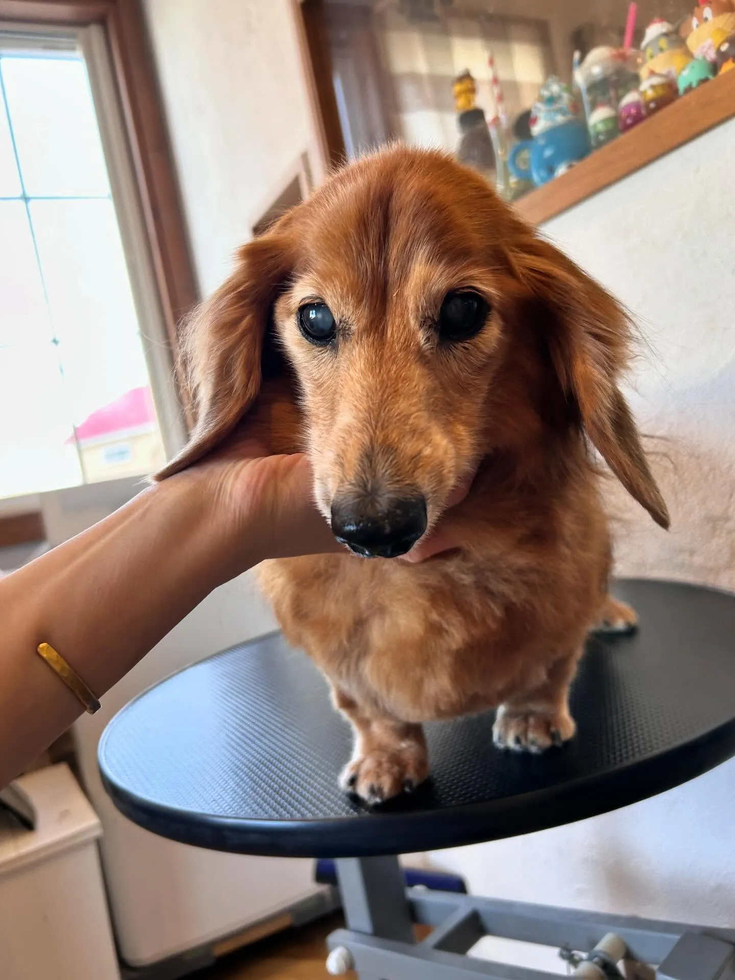 トリミングサロンで可愛いお客様たちのビフォーアフターをお届け...