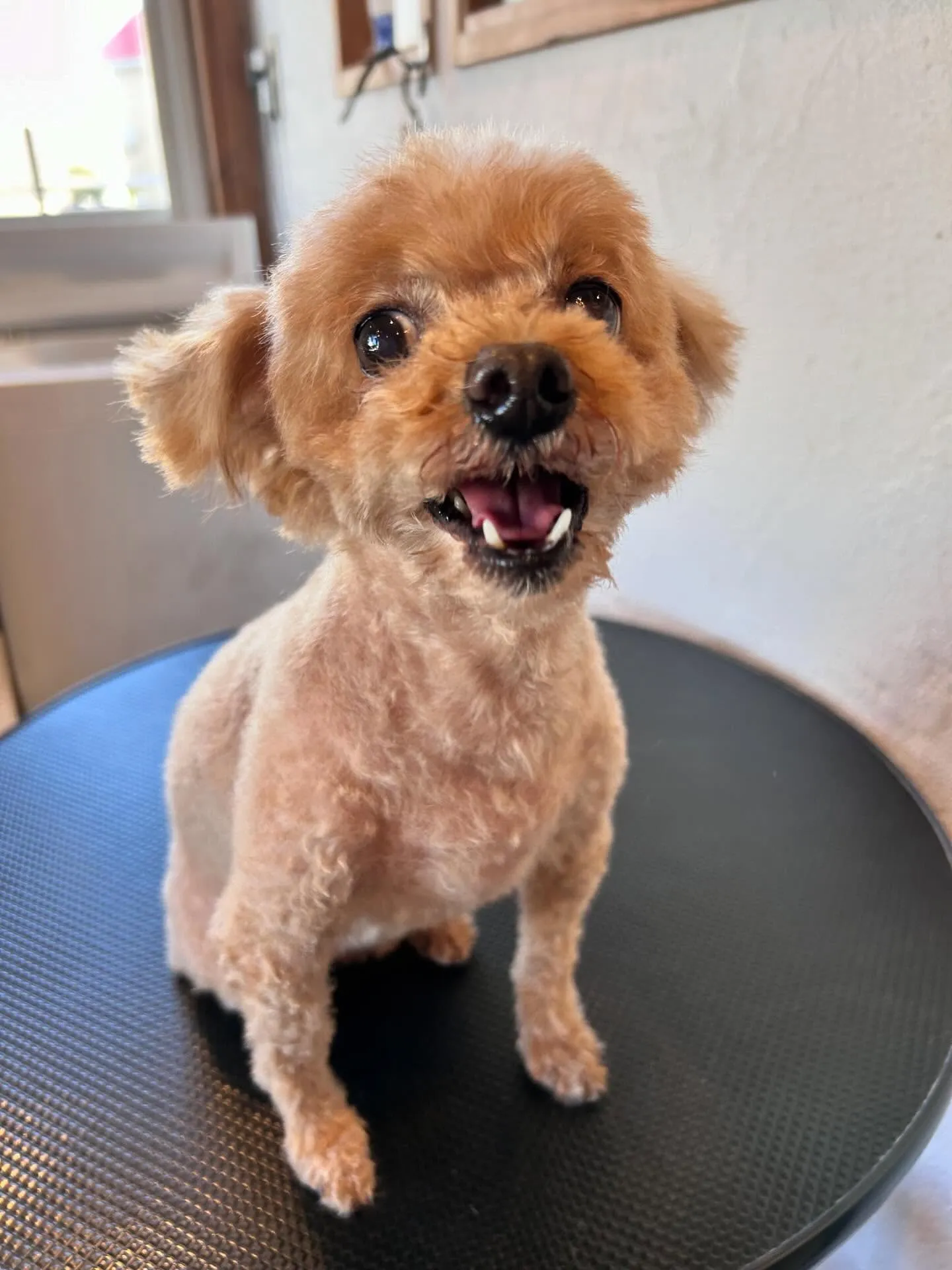 トリミングサロンで可愛いお客様たちのビフォーアフターをお届け...