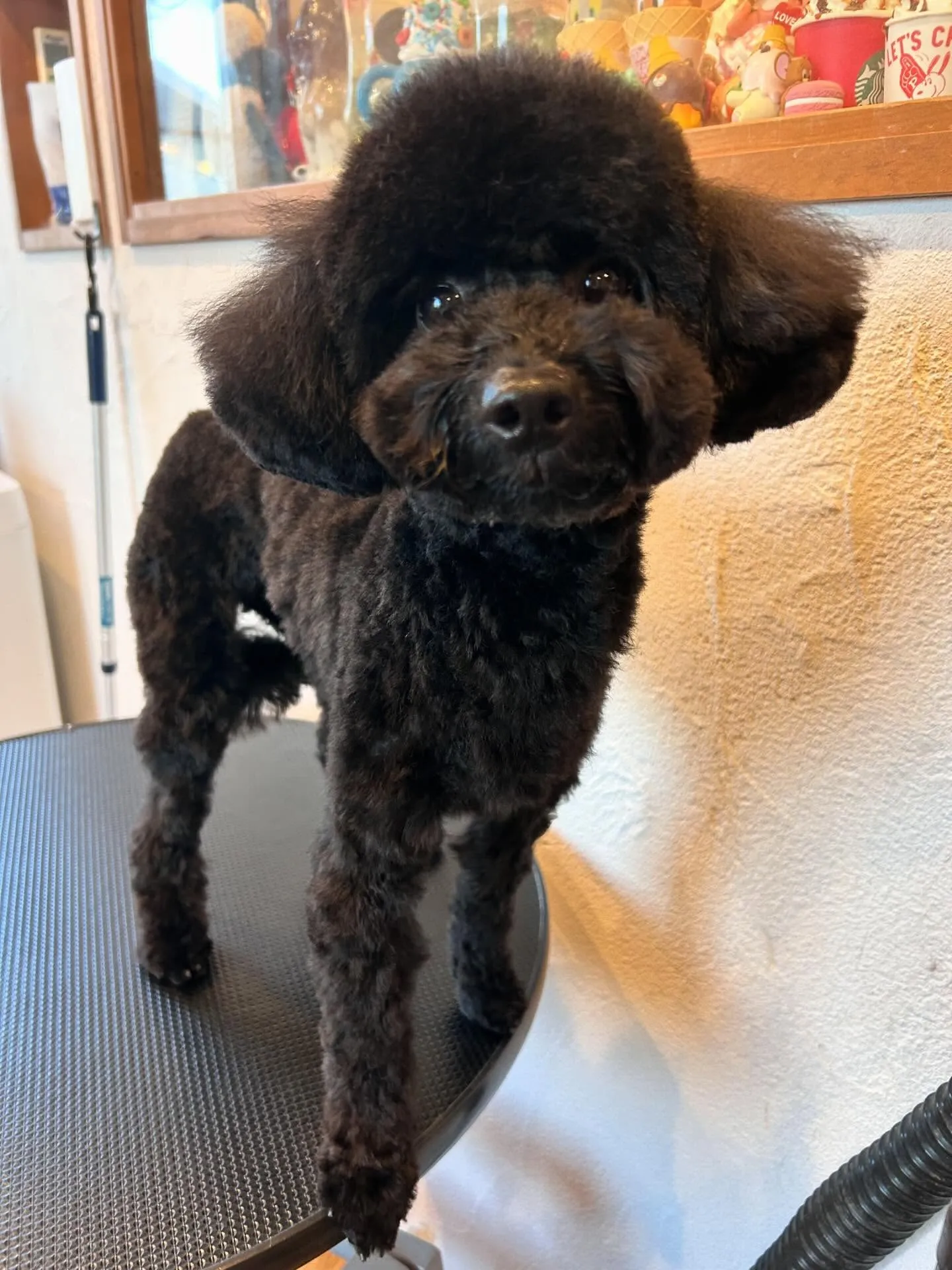 トリミングサロンで可愛いお客様たちのビフォーアフターをお届け...