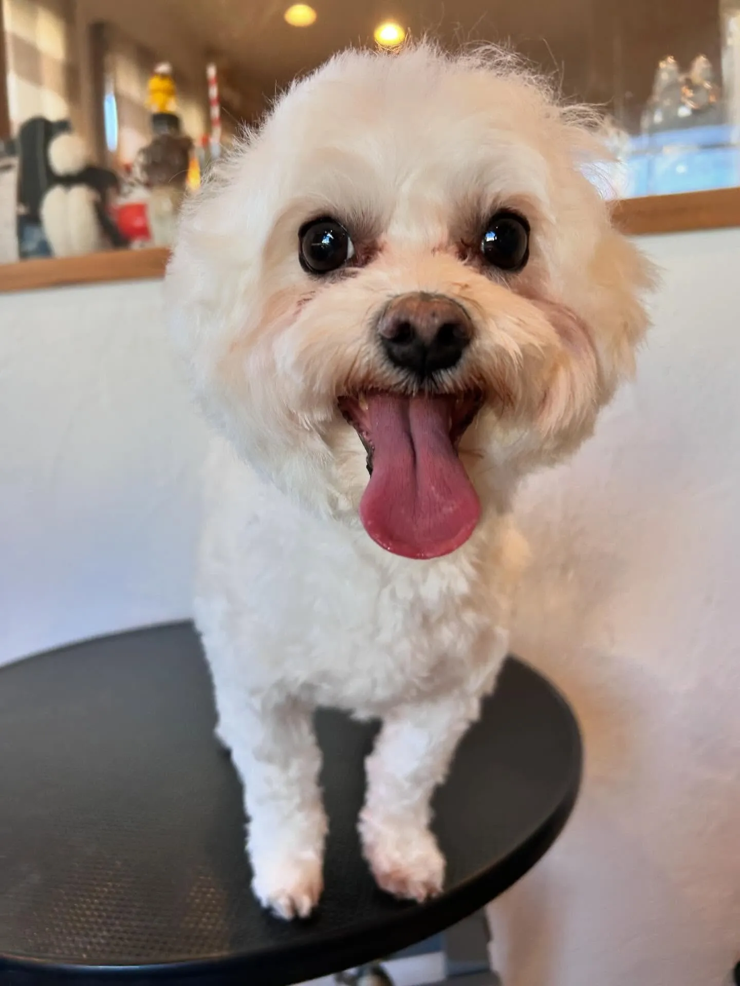 トリミングサロンでの楽しい一日をシェアさせてください🐾