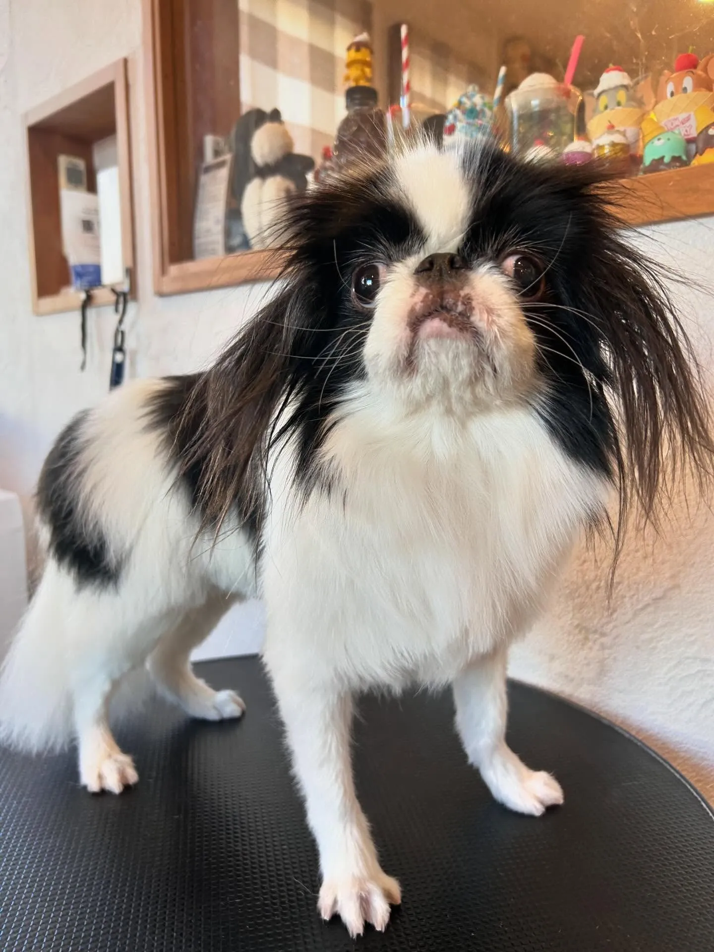 トリミングサロンでの楽しい一日をシェアさせてください🐾