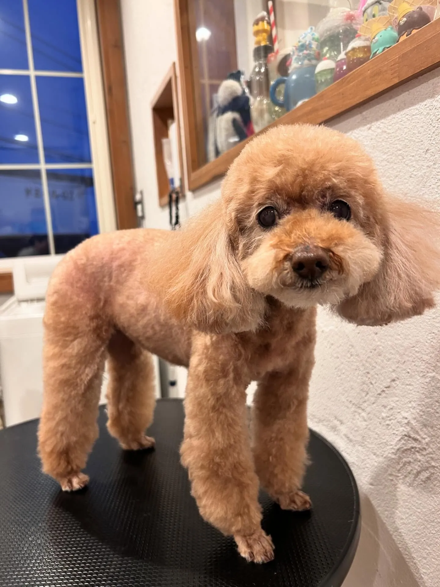 トリミングサロンでの楽しい一日をシェアさせてください🐾