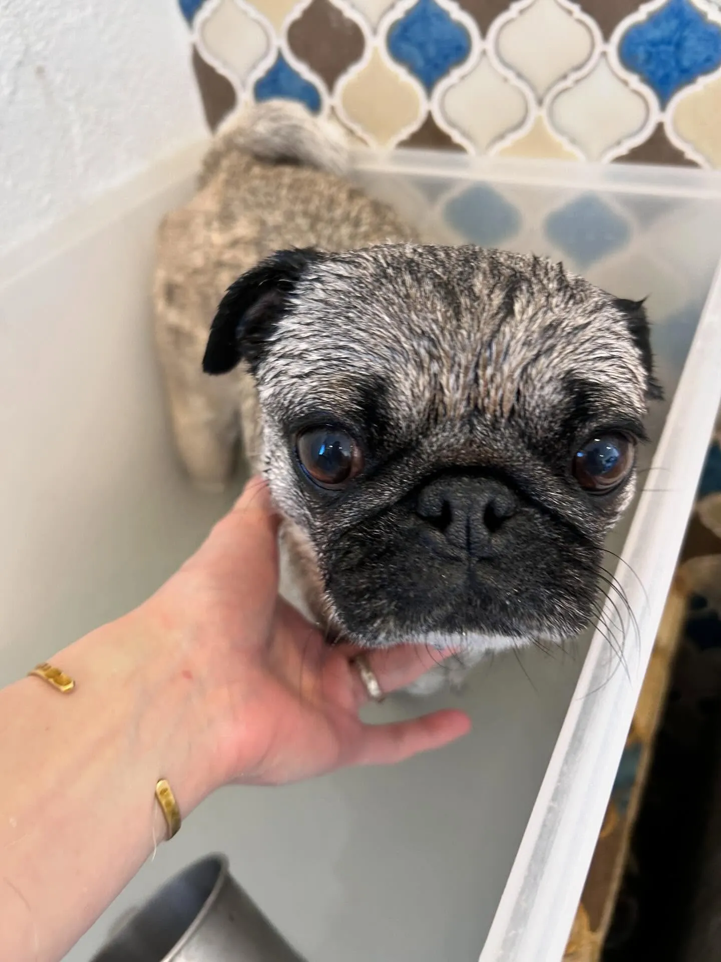 トリミングサロンのアイドル、パグのつくねちゃんがアクアゼオ温...