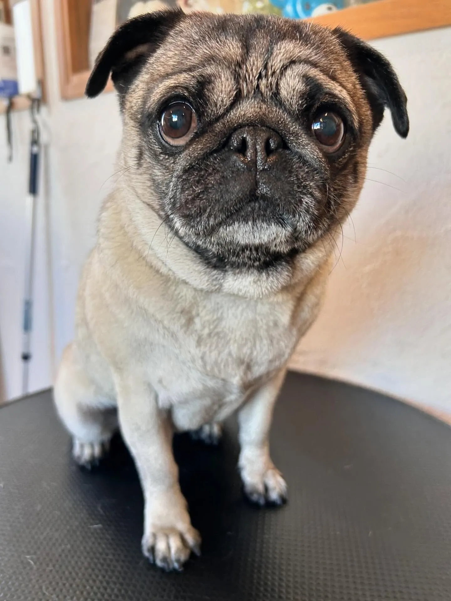 トリミングサロンのアイドル、パグのつくねちゃんがアクアゼオ温...