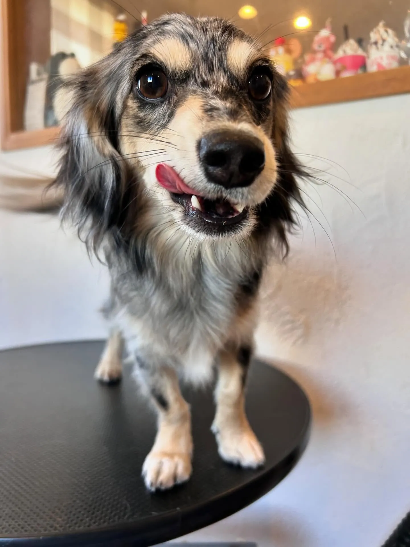 トリミングサロンのアイドル、パグのつくねちゃんがアクアゼオ温...