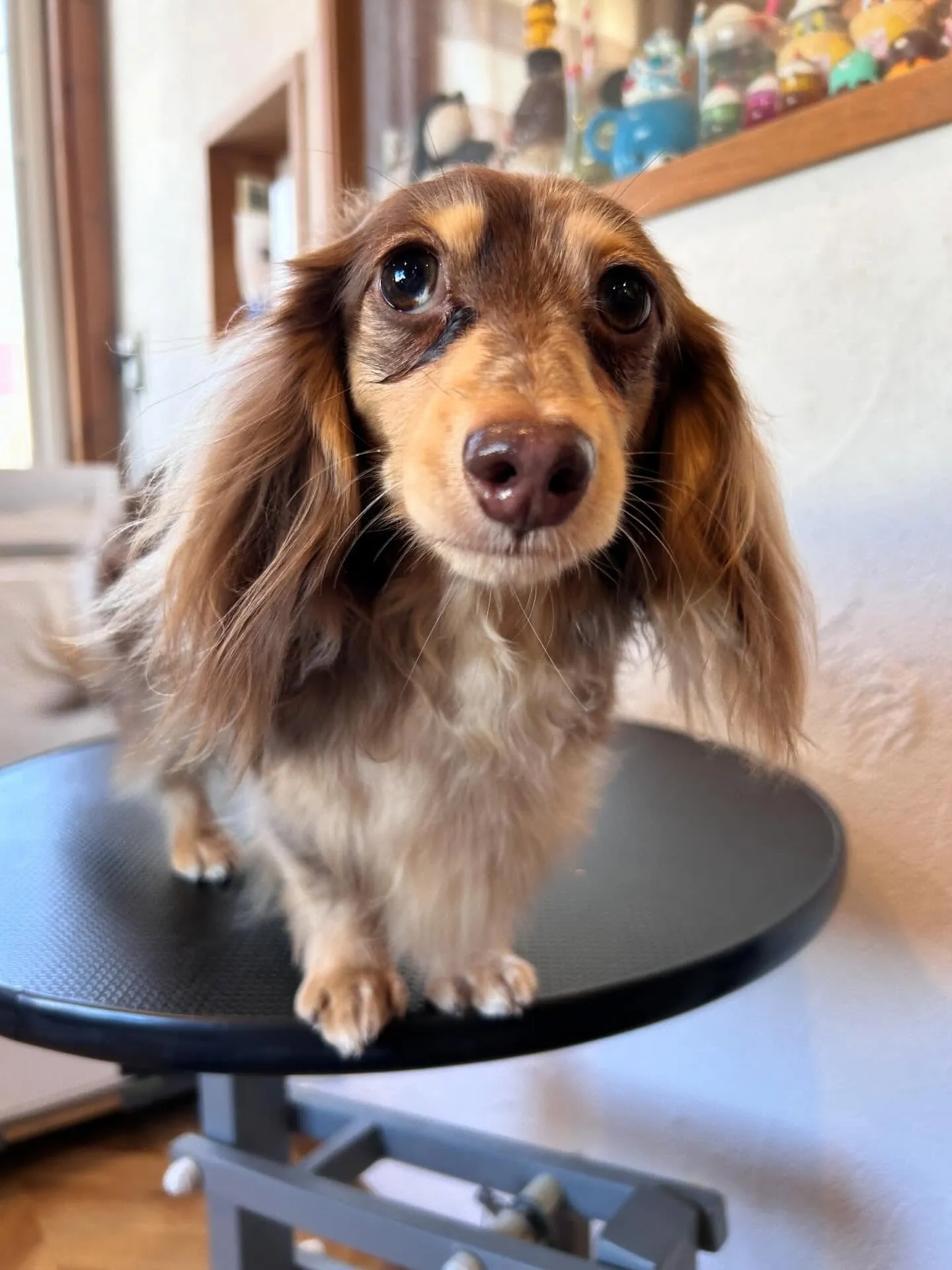 トリミングサロンのアイドル、パグのつくねちゃんがアクアゼオ温...