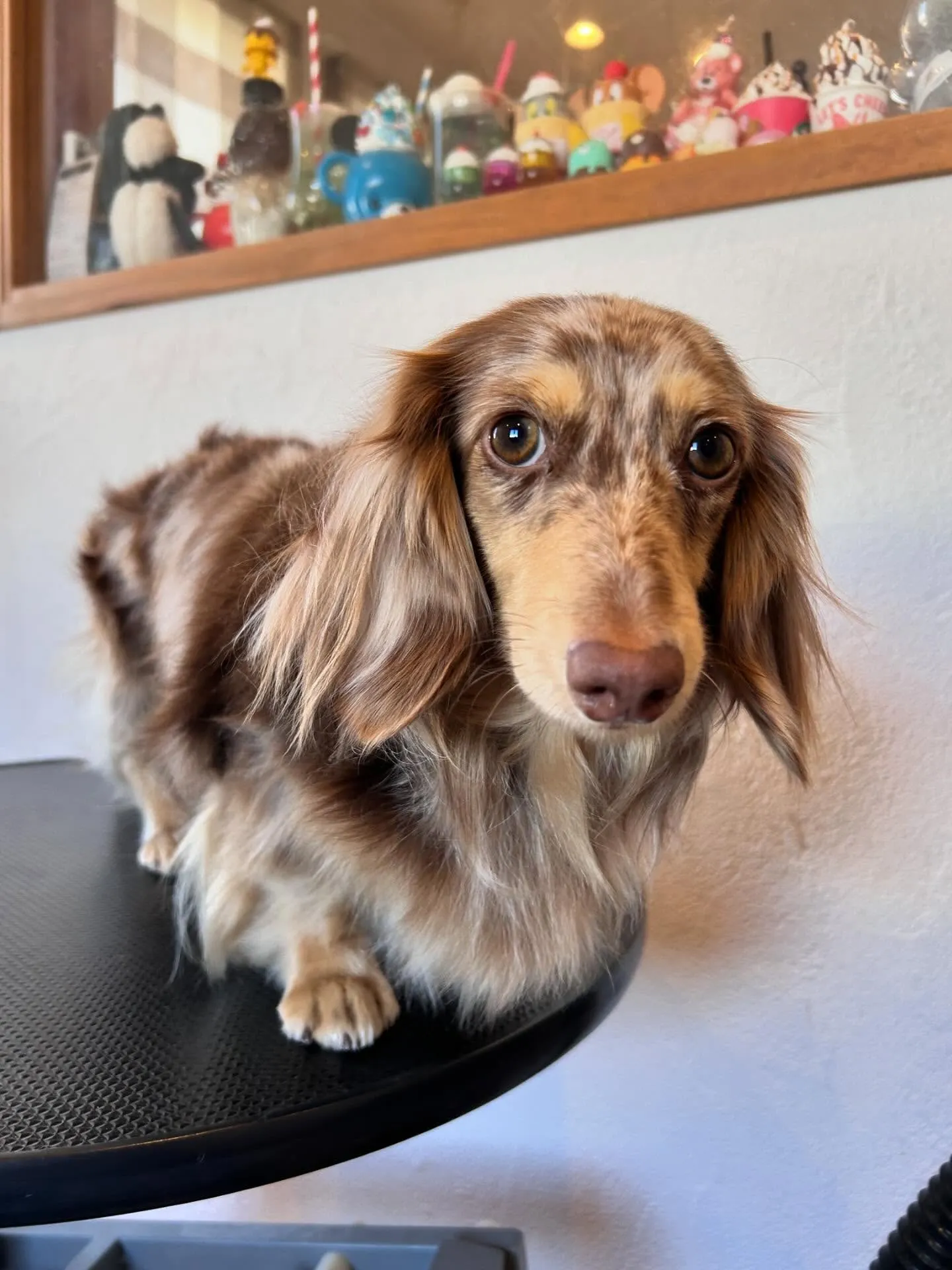 トリミングサロンのアイドル、パグのつくねちゃんがアクアゼオ温...