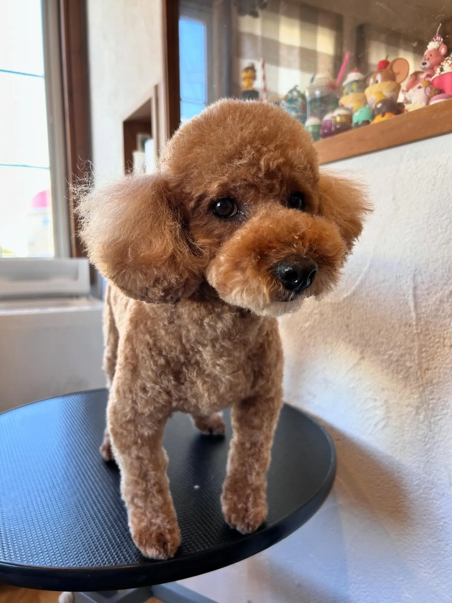 トリミングサロンのアイドル、パグのつくねちゃんがアクアゼオ温...