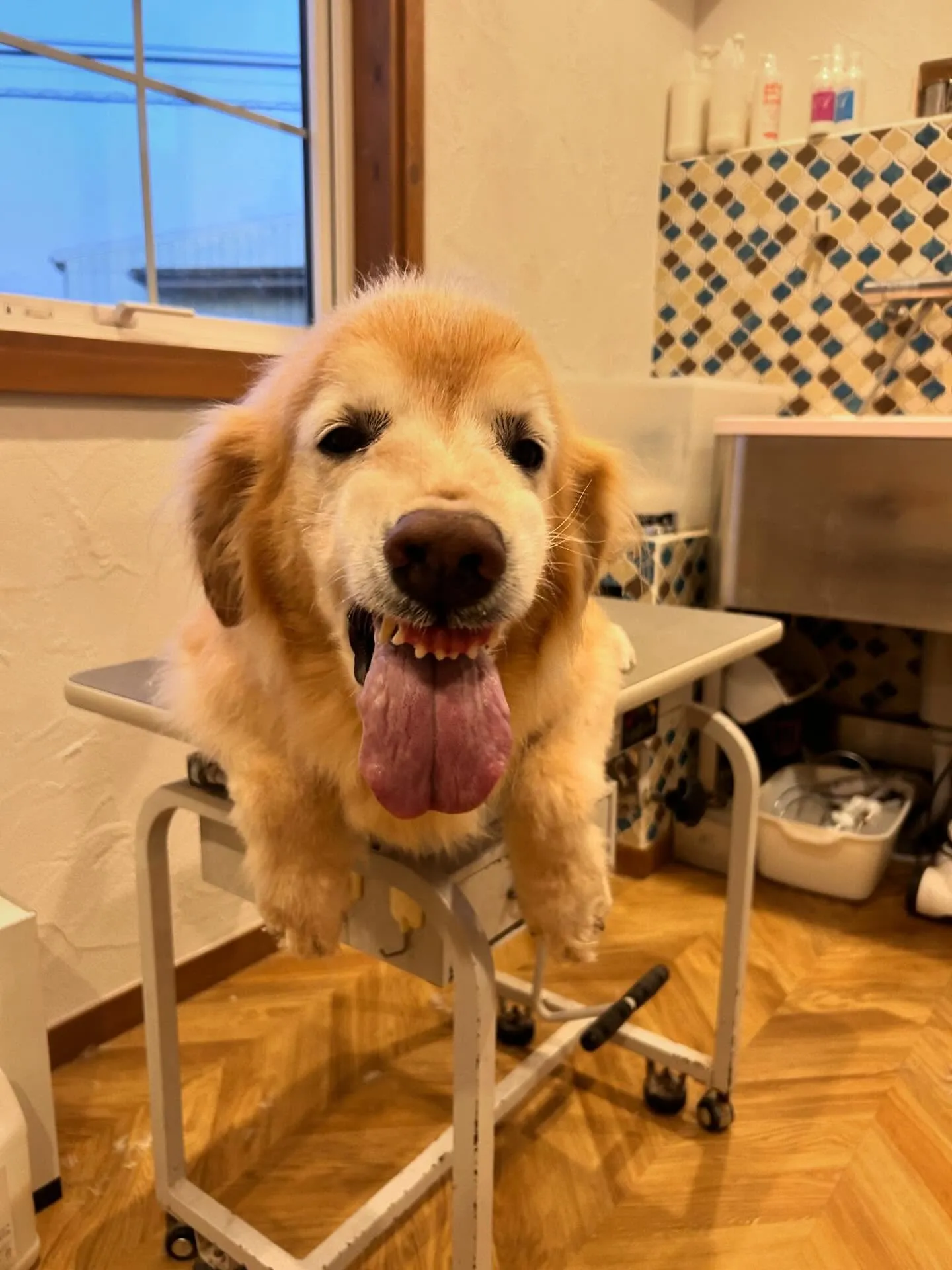 トリミングサロンのアイドル、パグのつくねちゃんがアクアゼオ温...