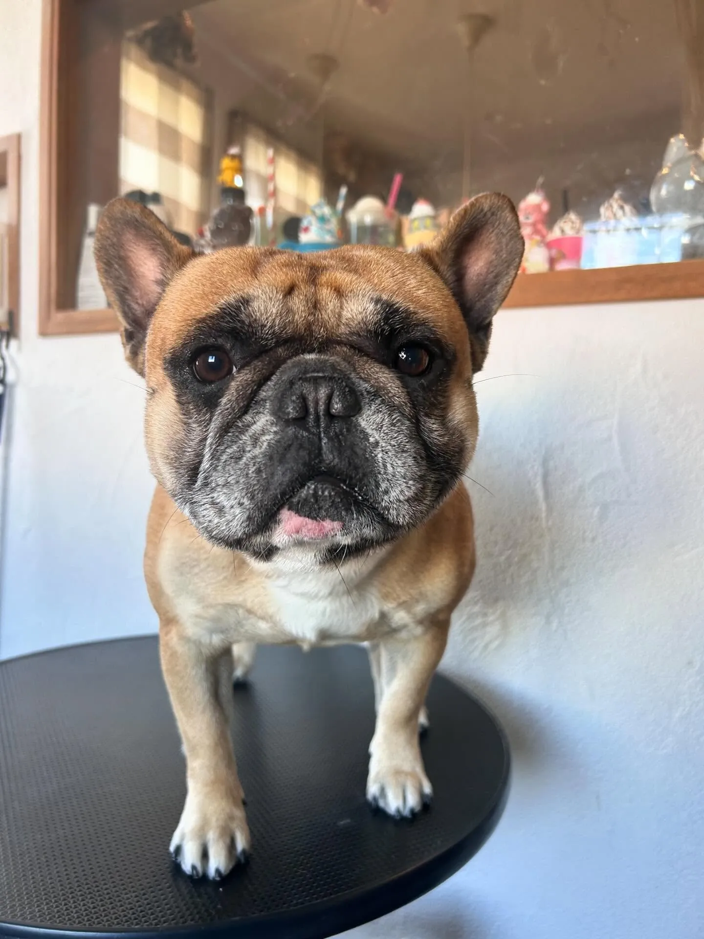 🐾 みなさん、あけましておめでとうございます！