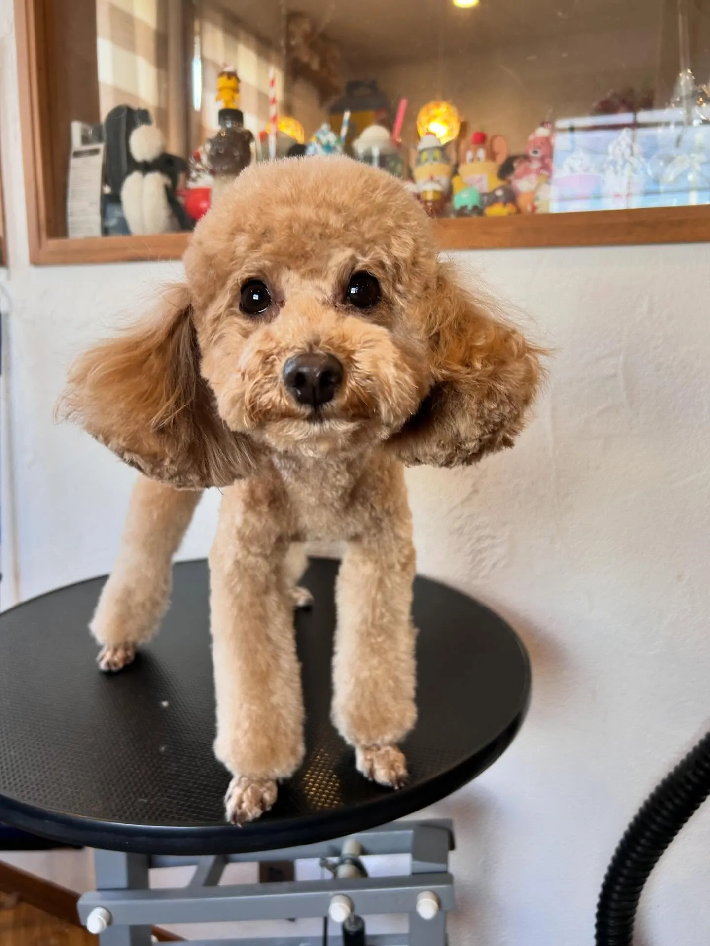 🐾 みなさん、あけましておめでとうございます！