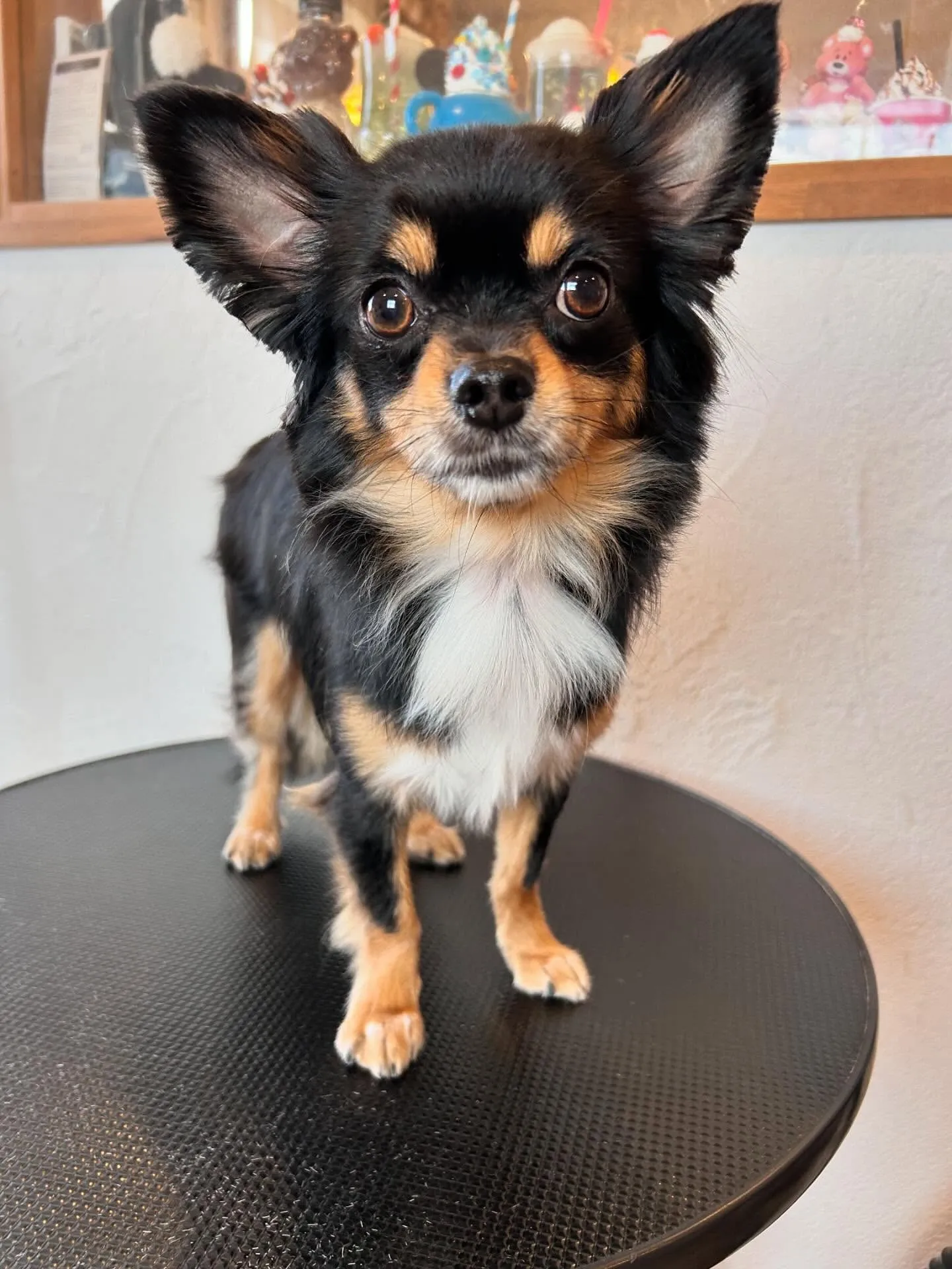 🐾 みなさん、あけましておめでとうございます！