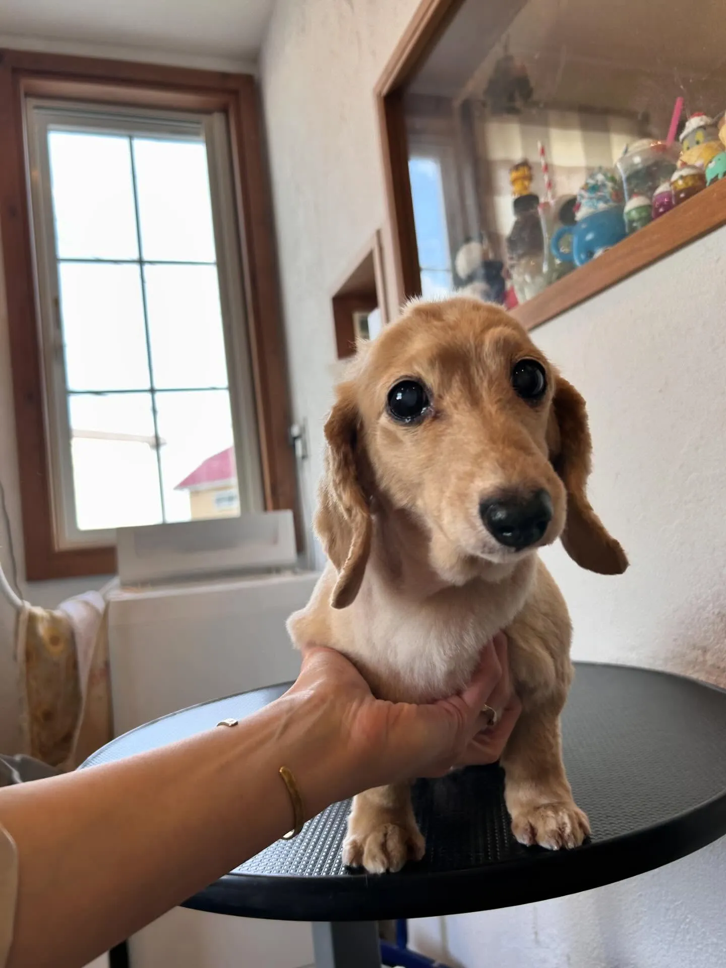 🐾 みなさん、あけましておめでとうございます！