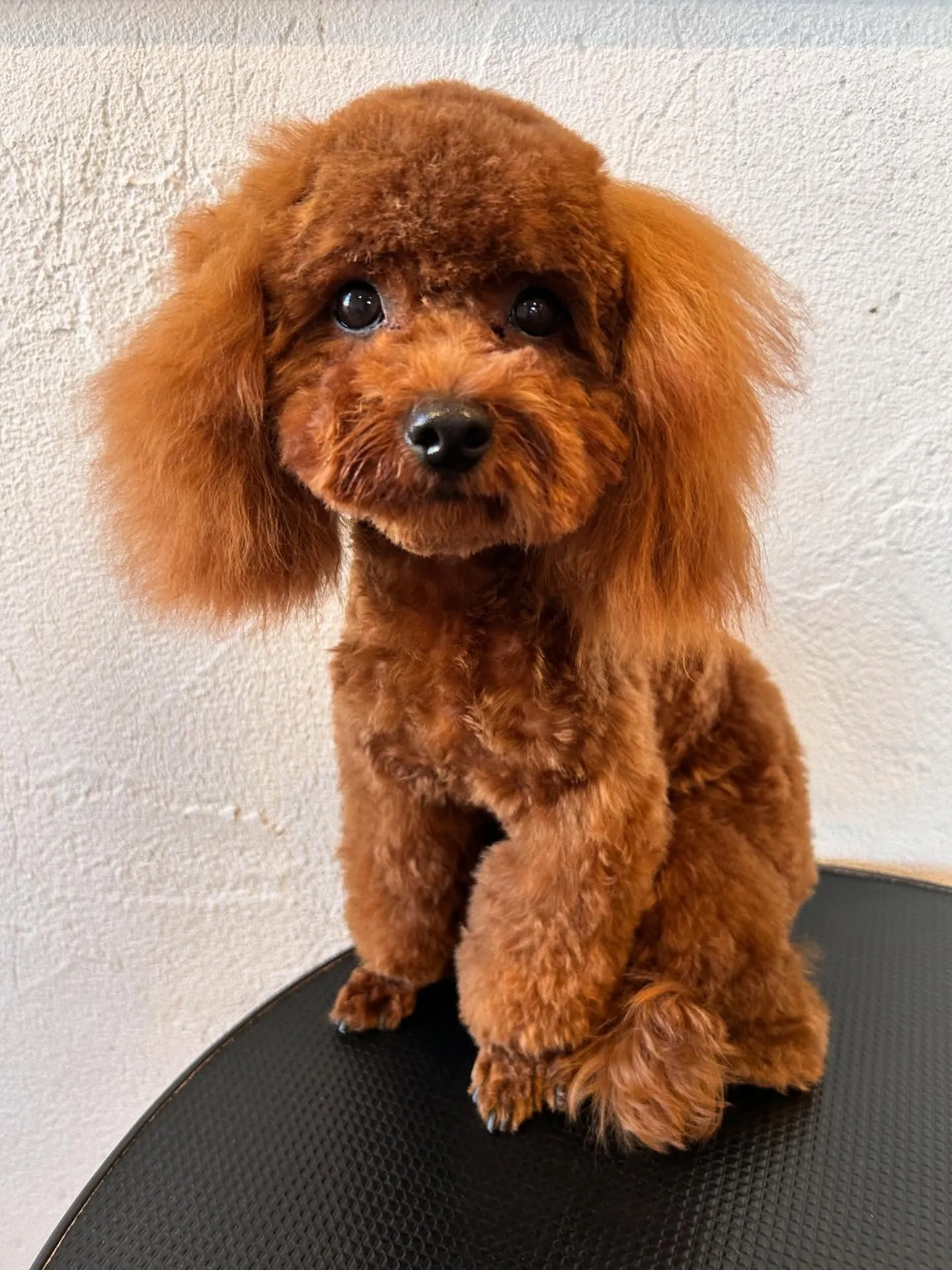 🐾 みなさん、あけましておめでとうございます！