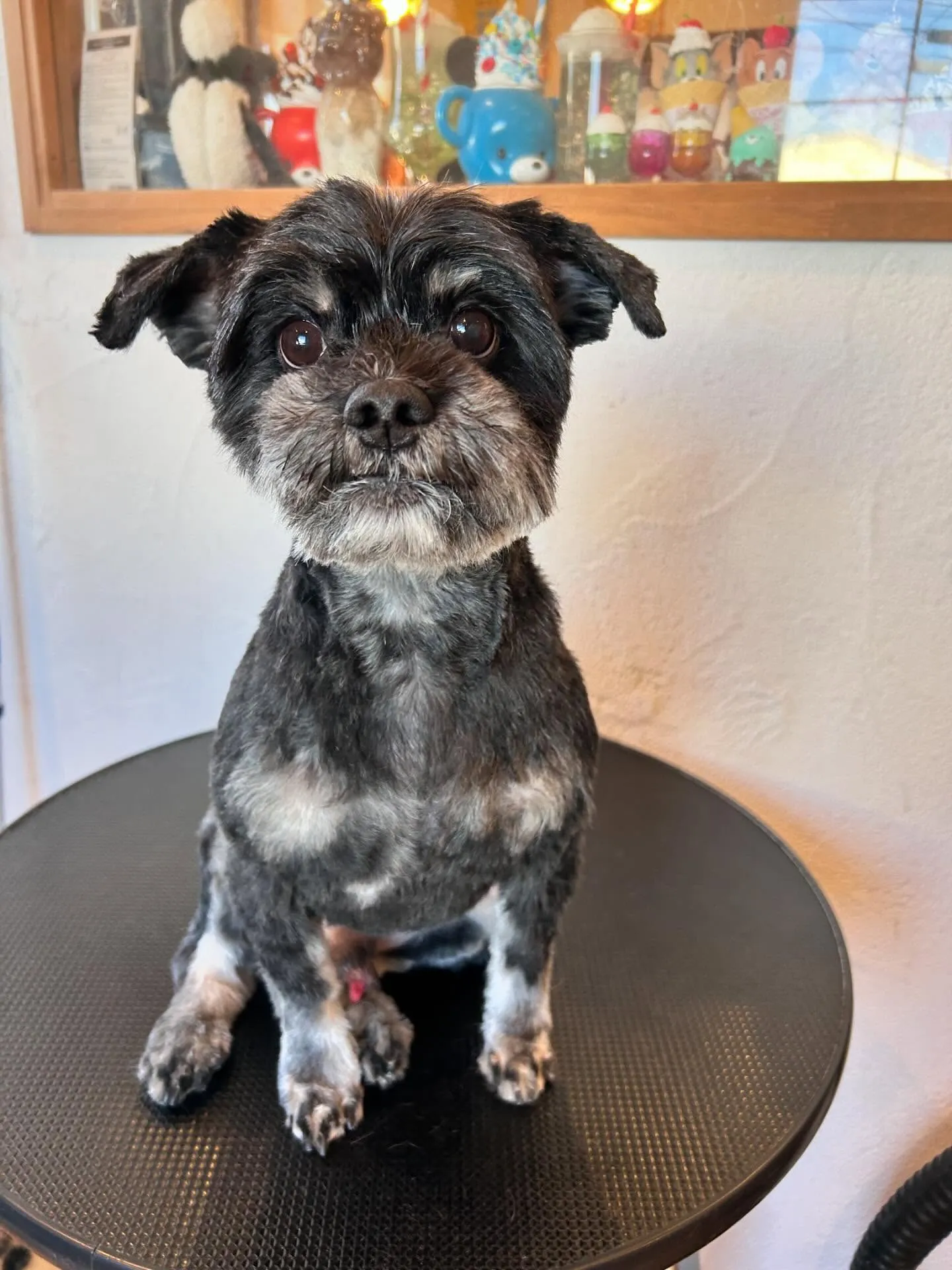 ワンちゃんたちがたくさん遊びに来てくれました🐶✨ 