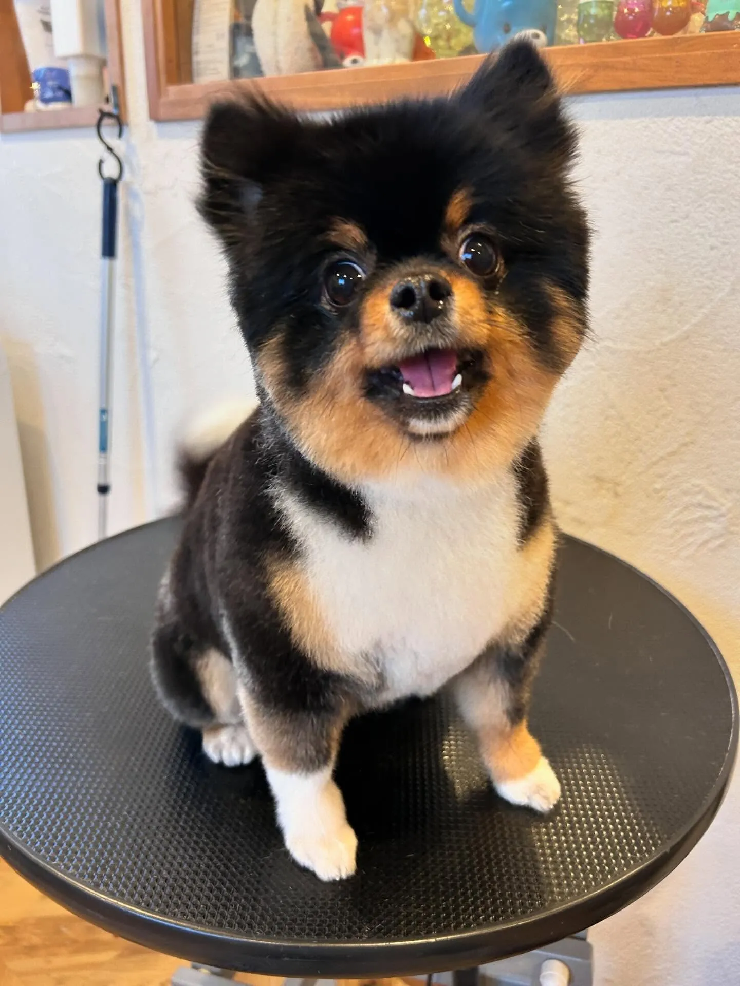 ワンちゃんたちがたくさん遊びに来てくれました🐶✨ 