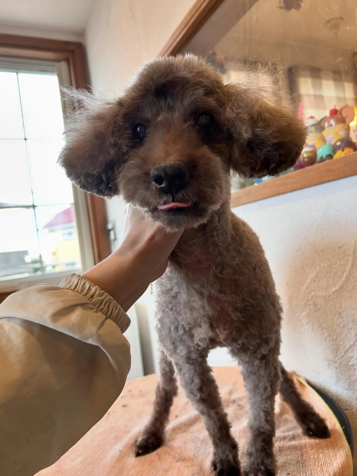 ポメラニアンのポコちゃんがご来店🐾