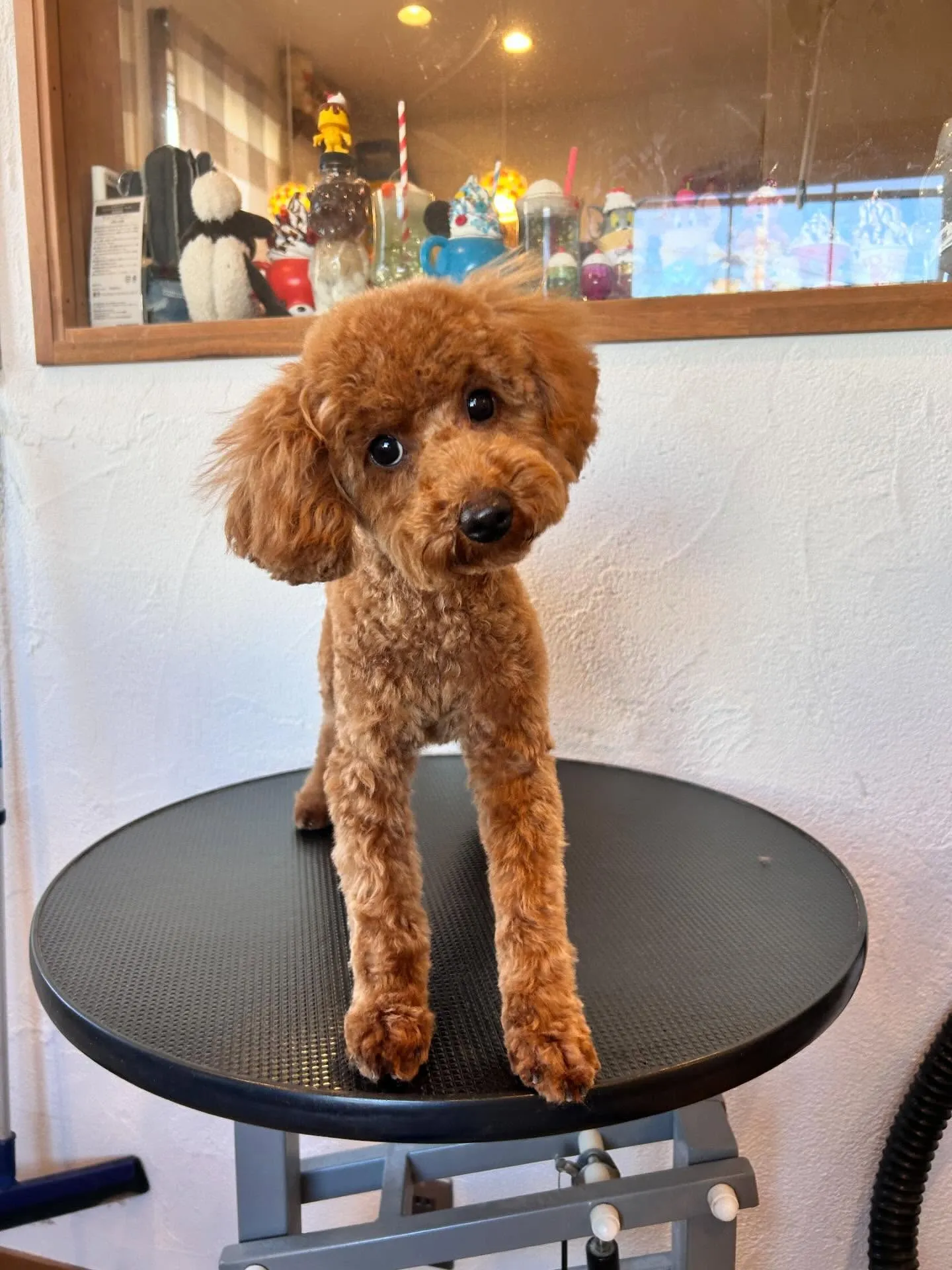 ポメラニアンのポコちゃんがご来店🐾