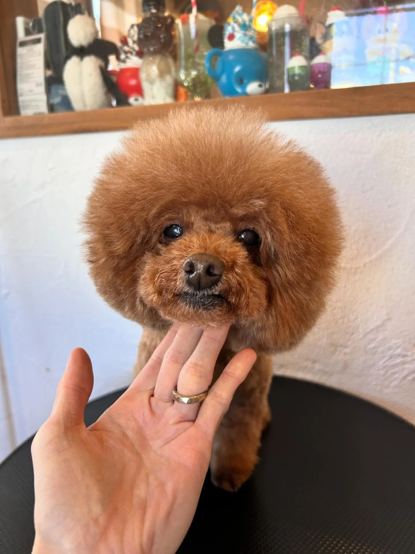 ワンちゃんの美と癒しのオアシス、当サロンへようこそ🐾✨