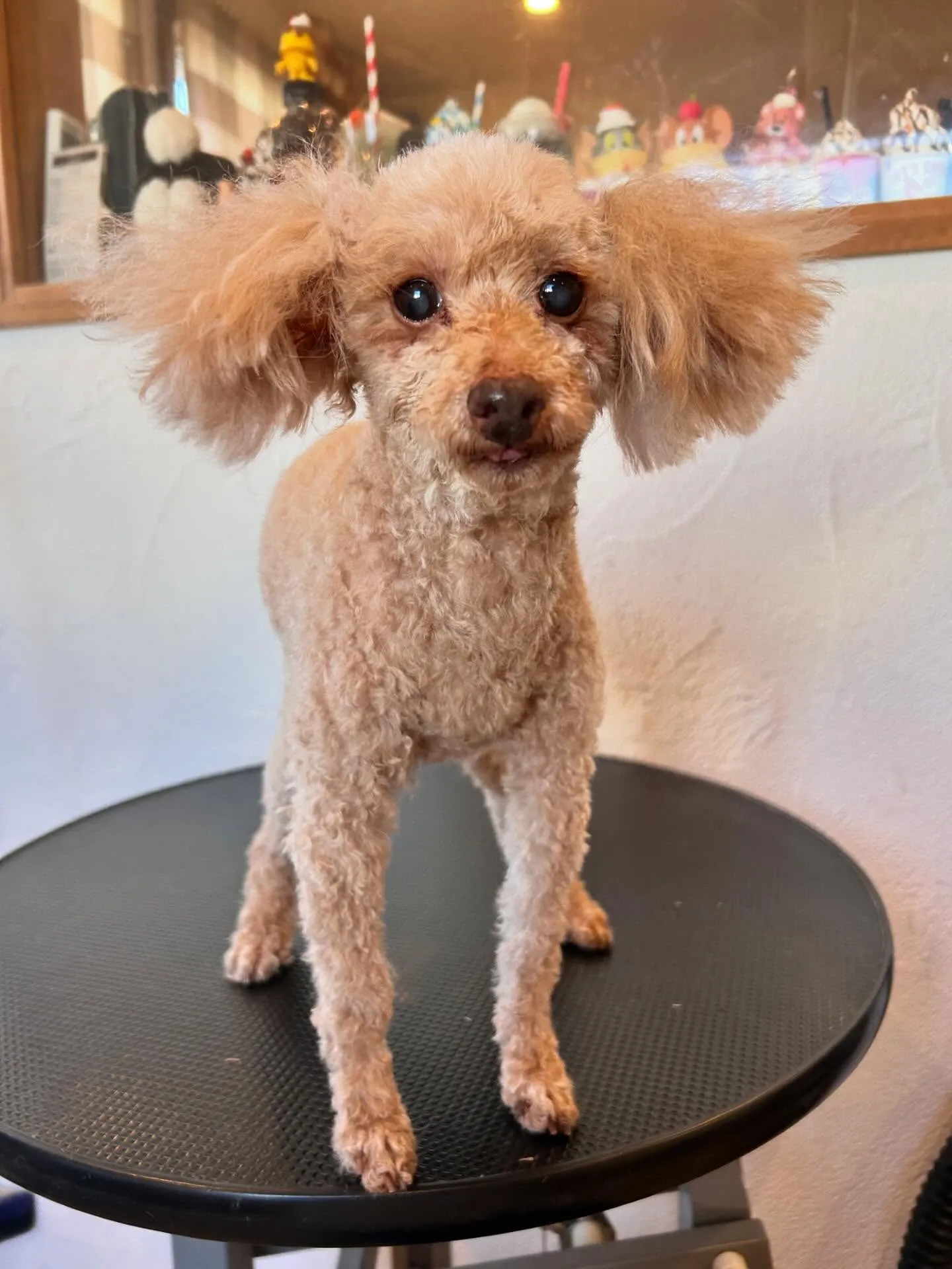 ワンちゃんの美と癒しのオアシス、当サロンへようこそ🐾✨