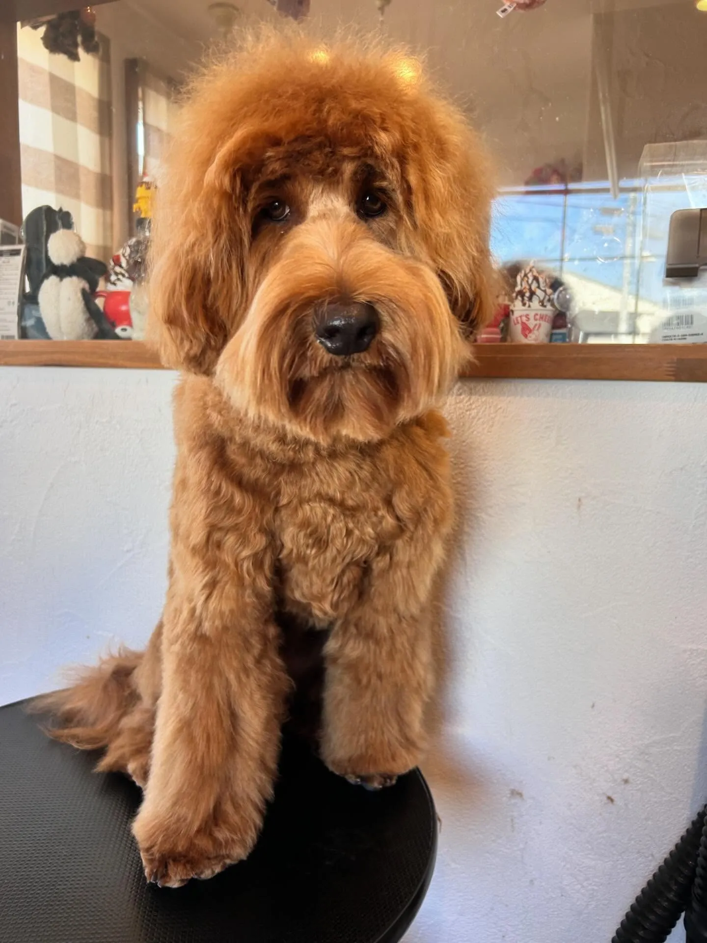 トリミングサロンのお友達を紹介するよ🐾✨