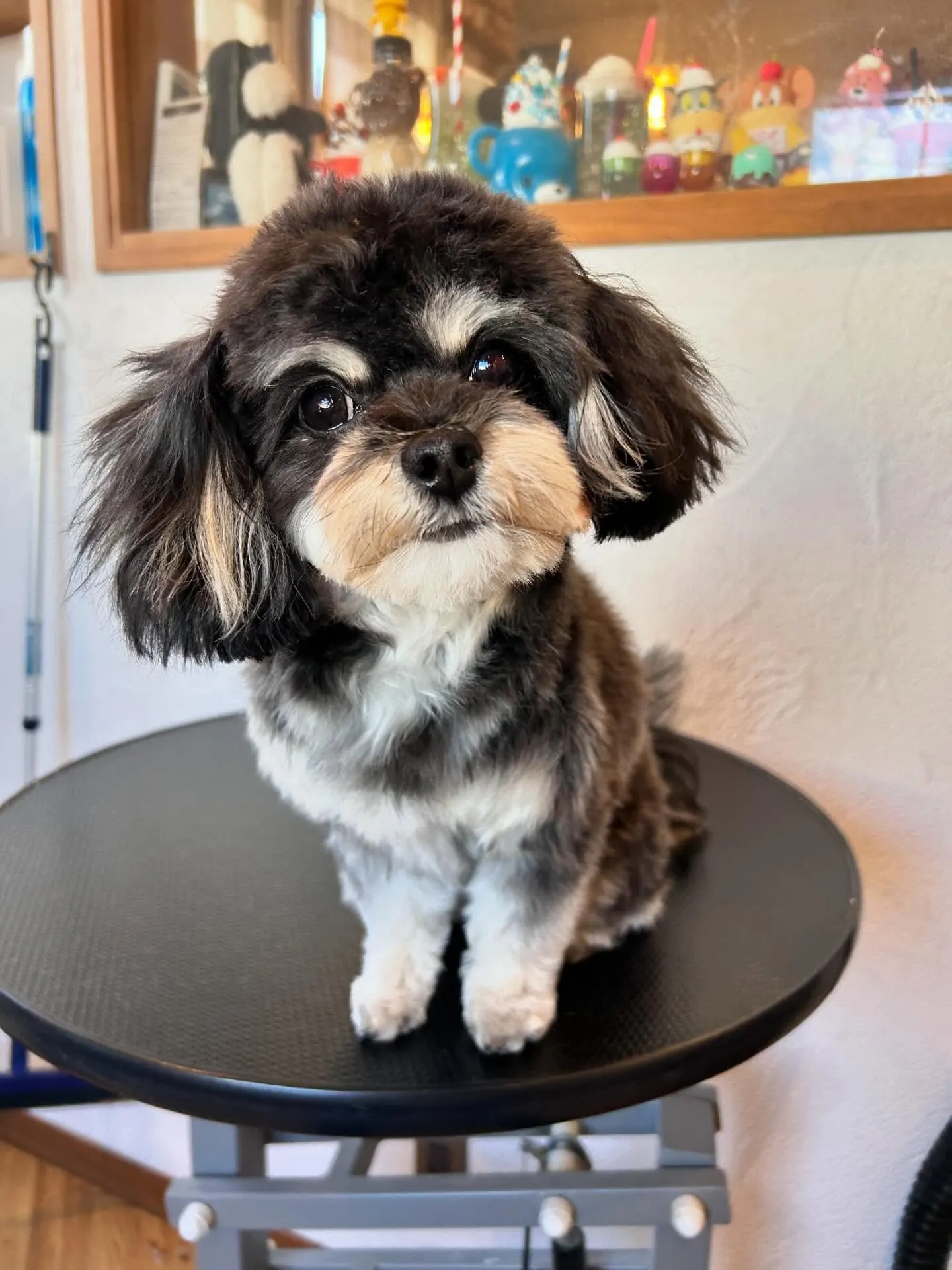 トリミングサロンのお友達を紹介するよ🐾✨