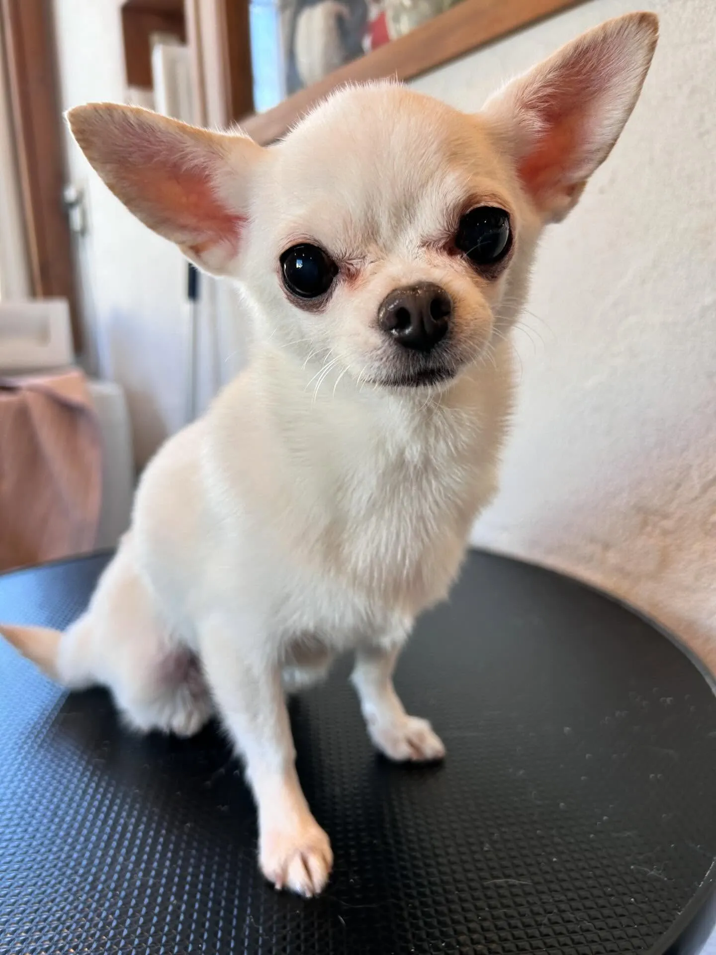 トリミングサロンのお友達を紹介するよ🐾✨