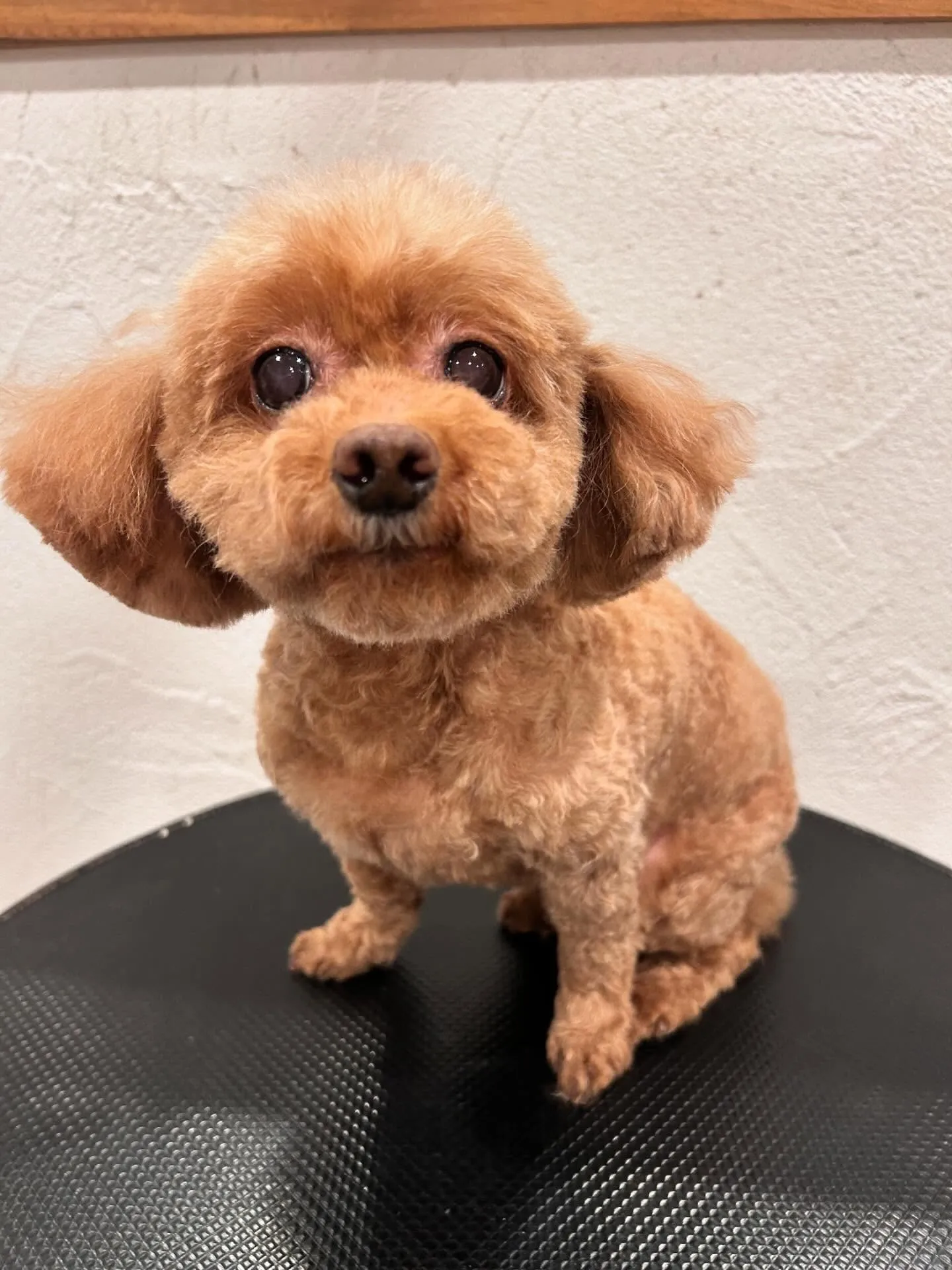 トリミングサロンのお友達を紹介するよ🐾✨