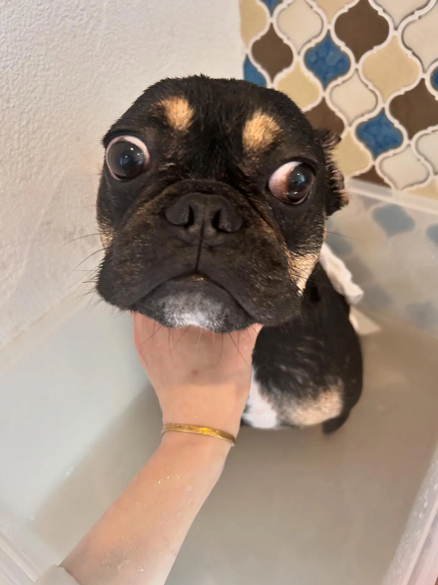 新しいお友達と素敵なワンちゃんたちがトリミングに来てくれまし...