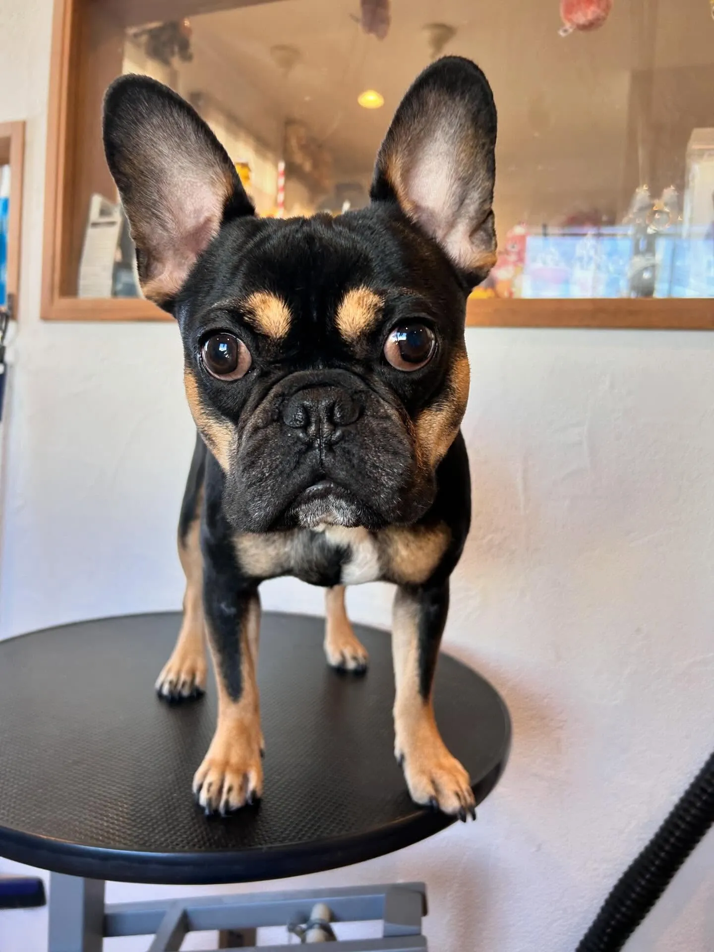 新しいお友達と素敵なワンちゃんたちがトリミングに来てくれまし...