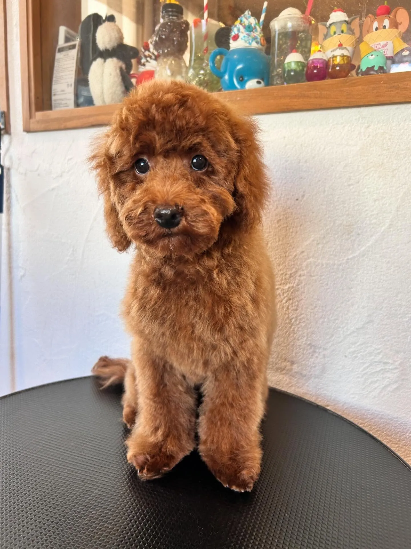 新しいお友達と素敵なワンちゃんたちがトリミングに来てくれまし...