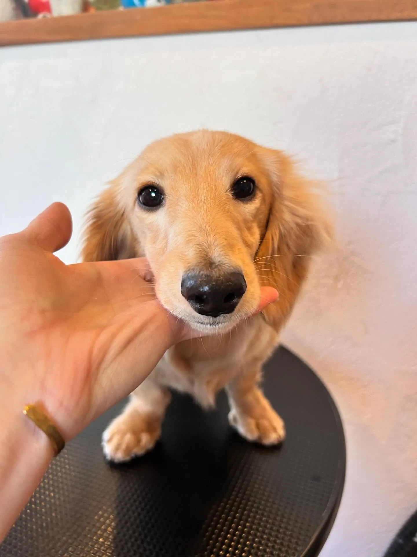 新しいお友達と素敵なワンちゃんたちがトリミングに来てくれまし...