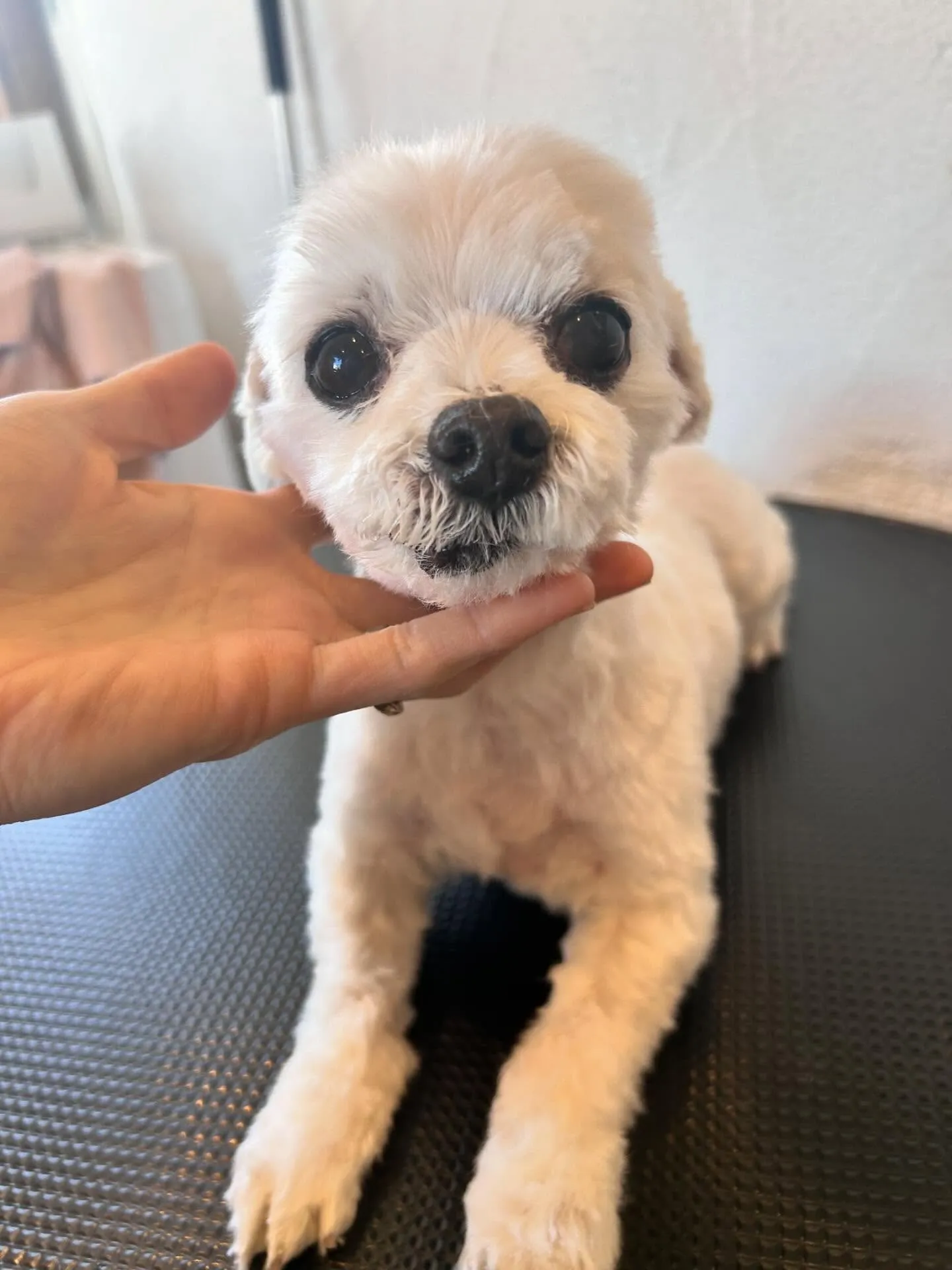 愛らしいワンちゃんたちがトリミングサロンに集まってくれました...