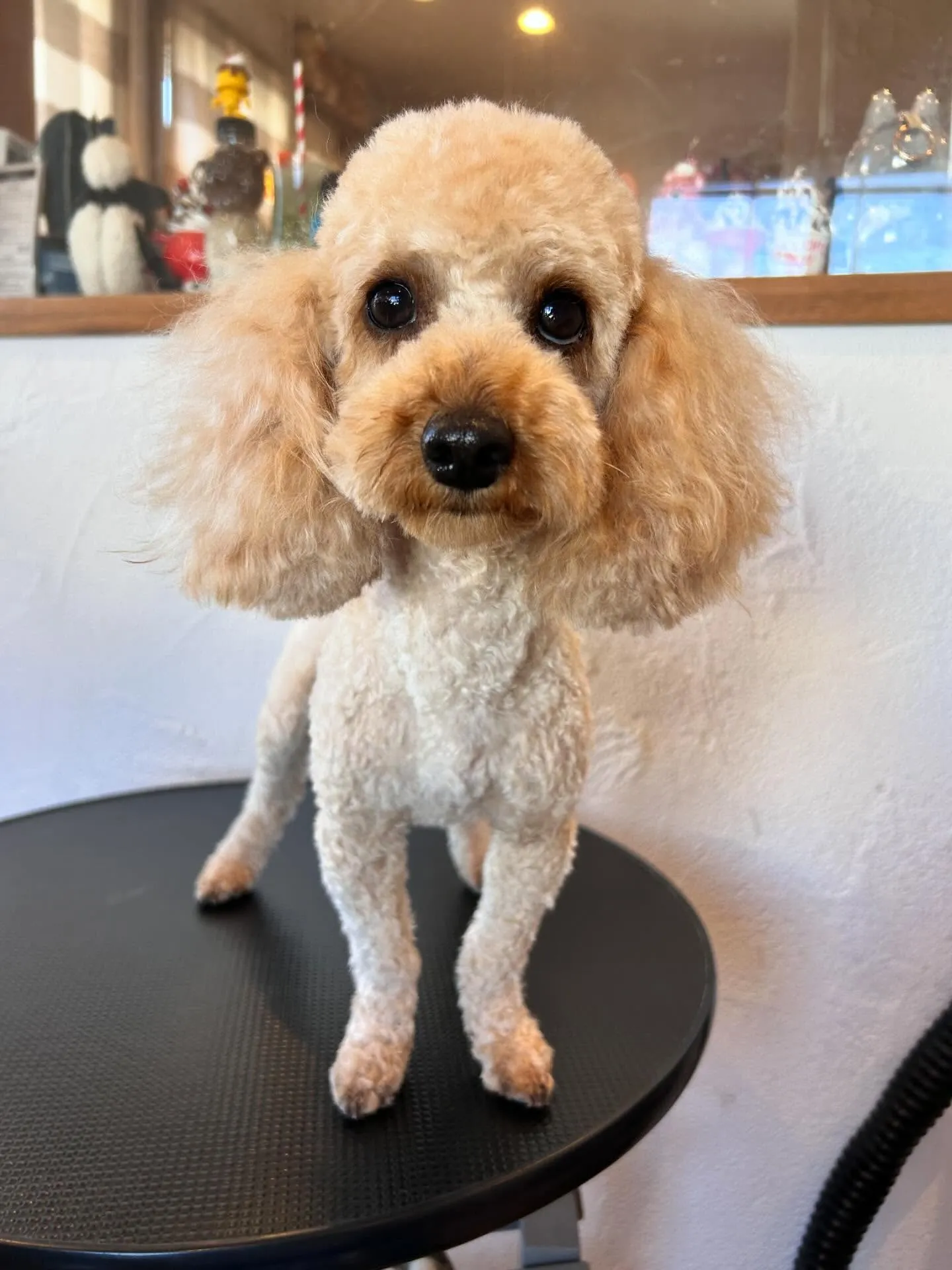 愛らしいワンちゃんたちがトリミングサロンに集まってくれました...