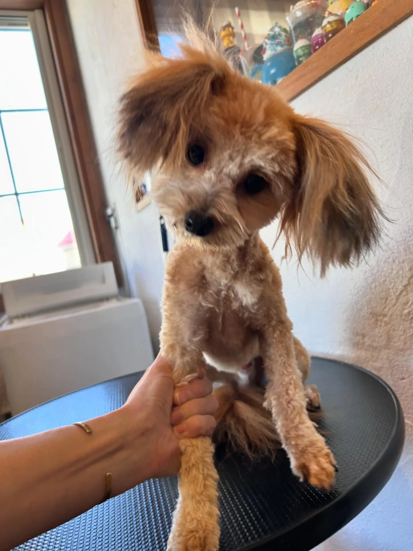 愛らしいワンちゃんたちがトリミングサロンに集まってくれました...