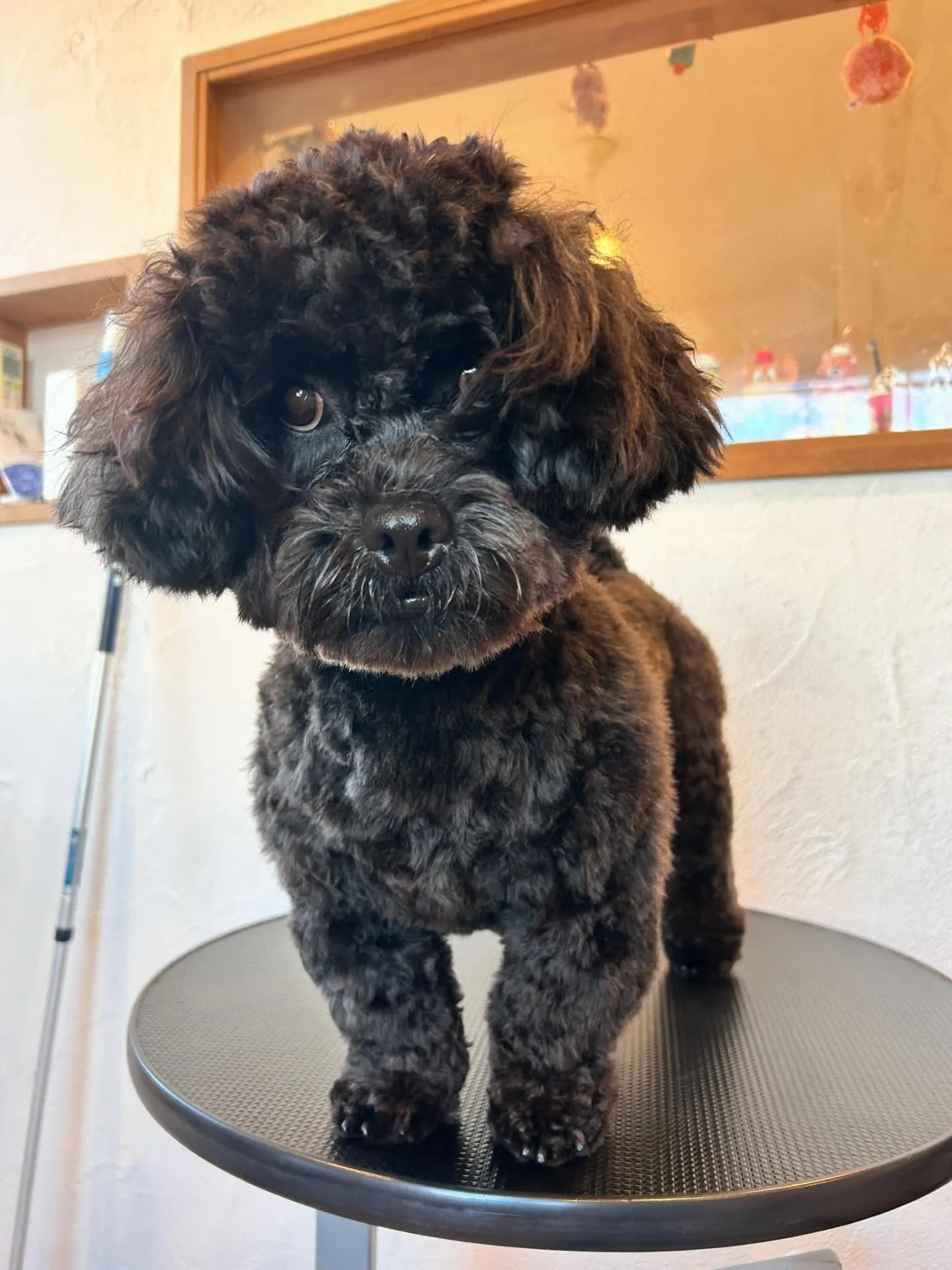 愛らしいワンちゃんたちがトリミングサロンに集まってくれました...