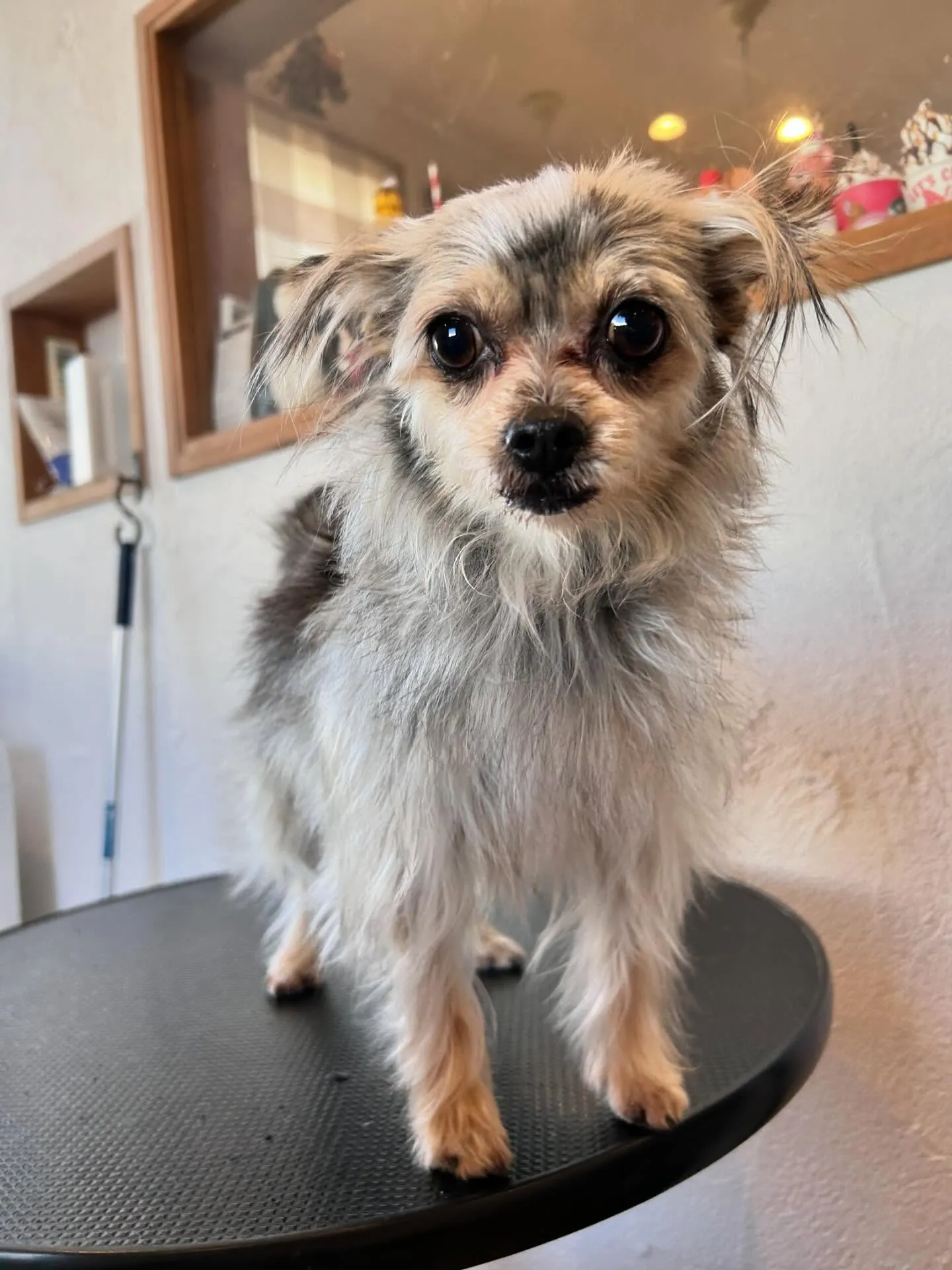 ワンちゃんたちの素敵なトリミングデー🐶✨