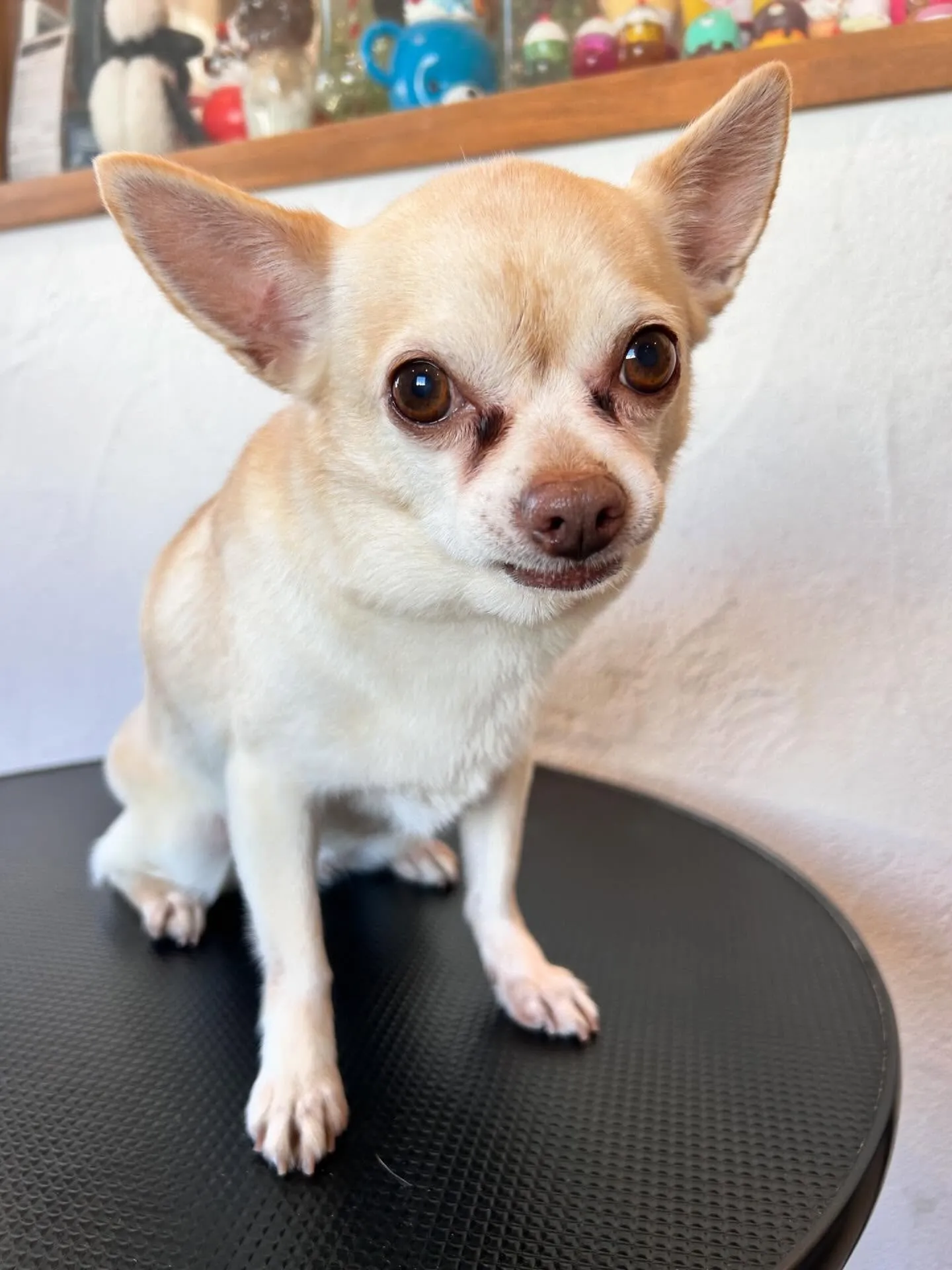 ワンちゃんたちの素敵なトリミングデー🐶✨